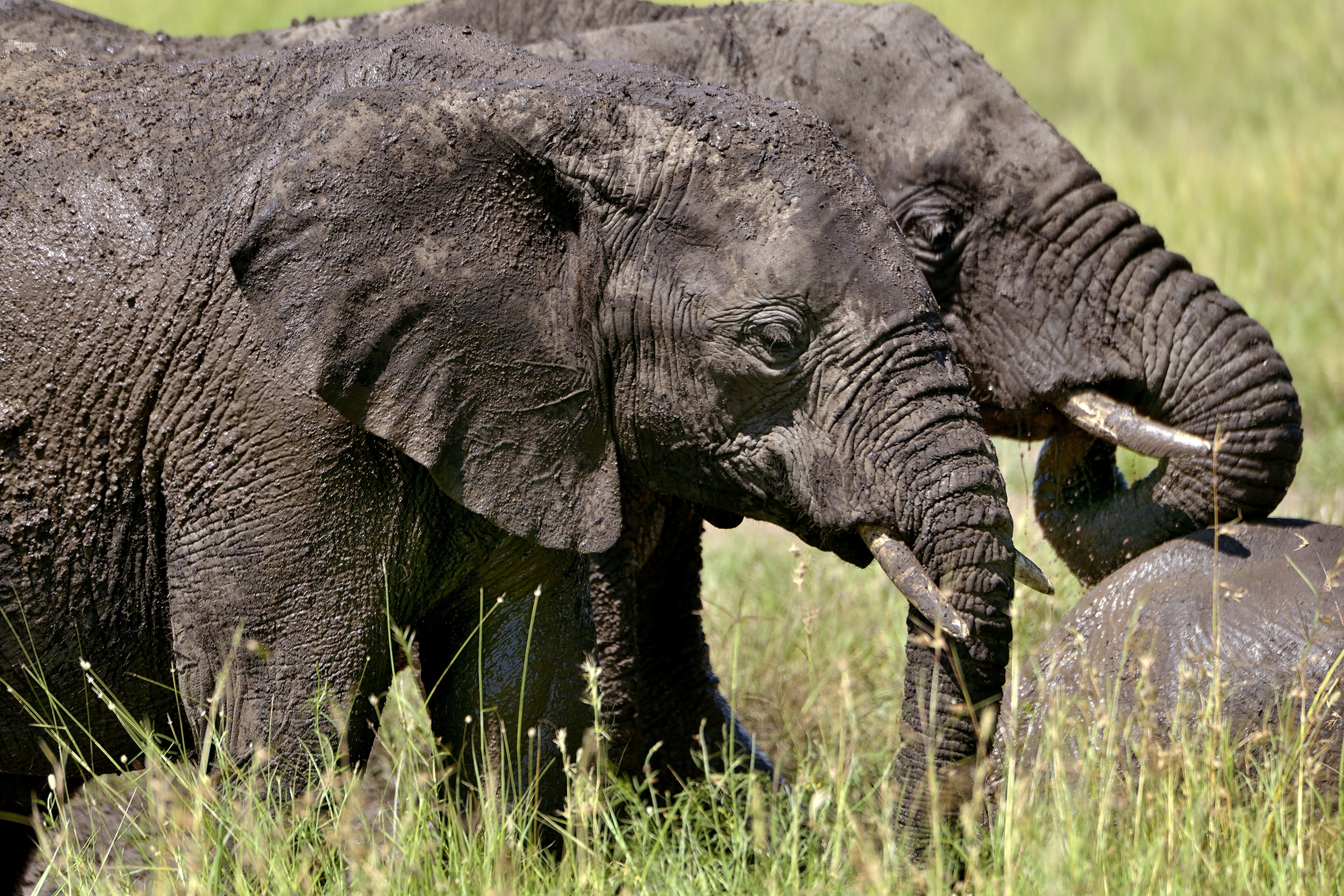 Serengeti - Elefanti