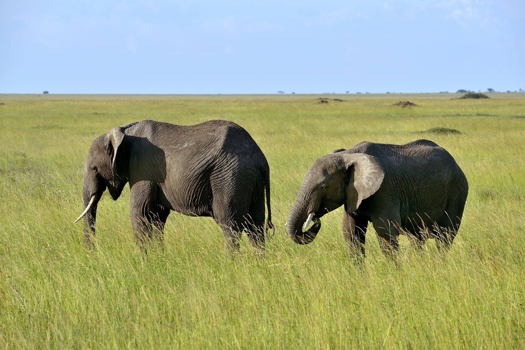 Serengheti - Elefanti