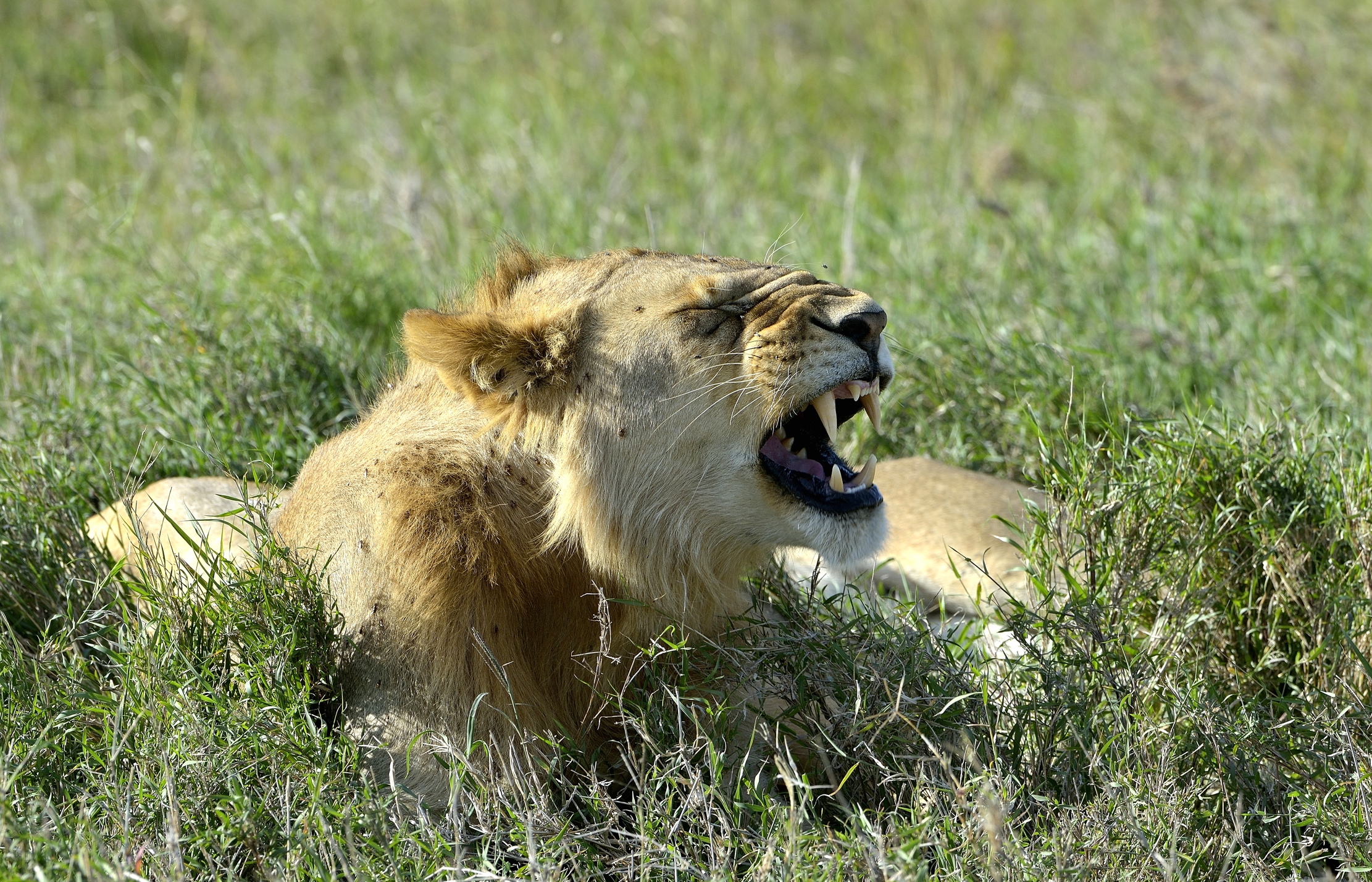 Serengheti - Giovane Leone