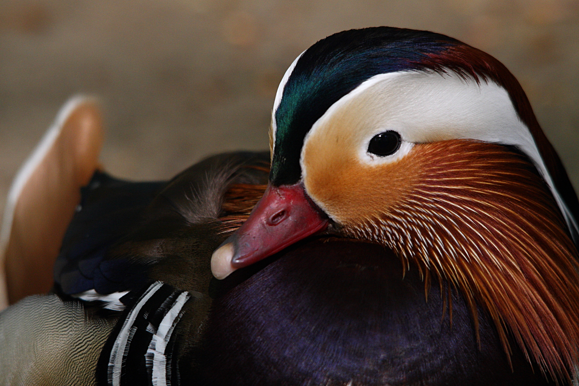 mandarin duck