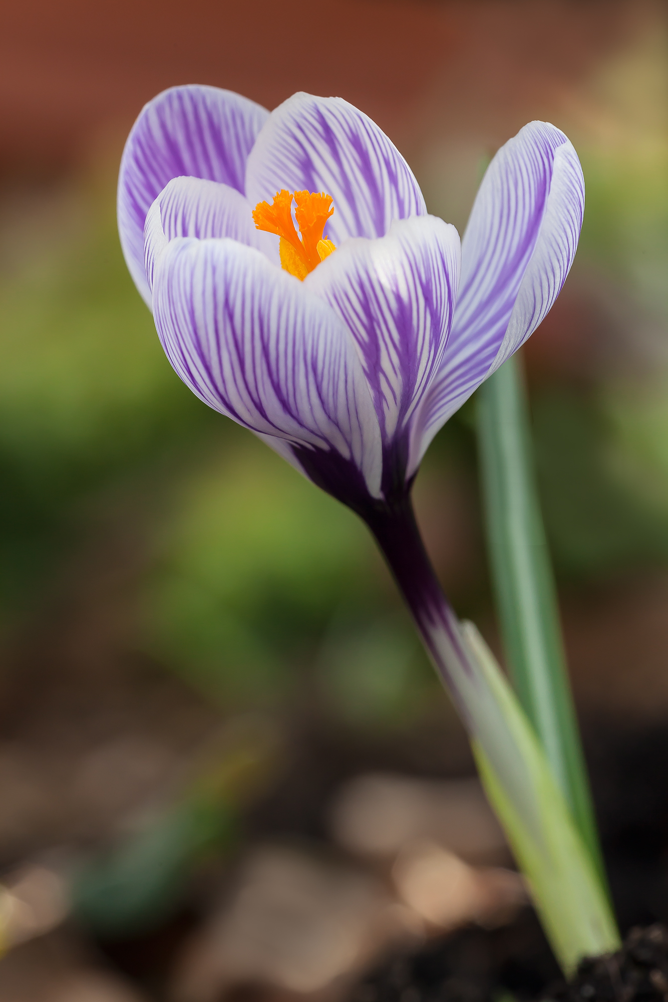 Crocus