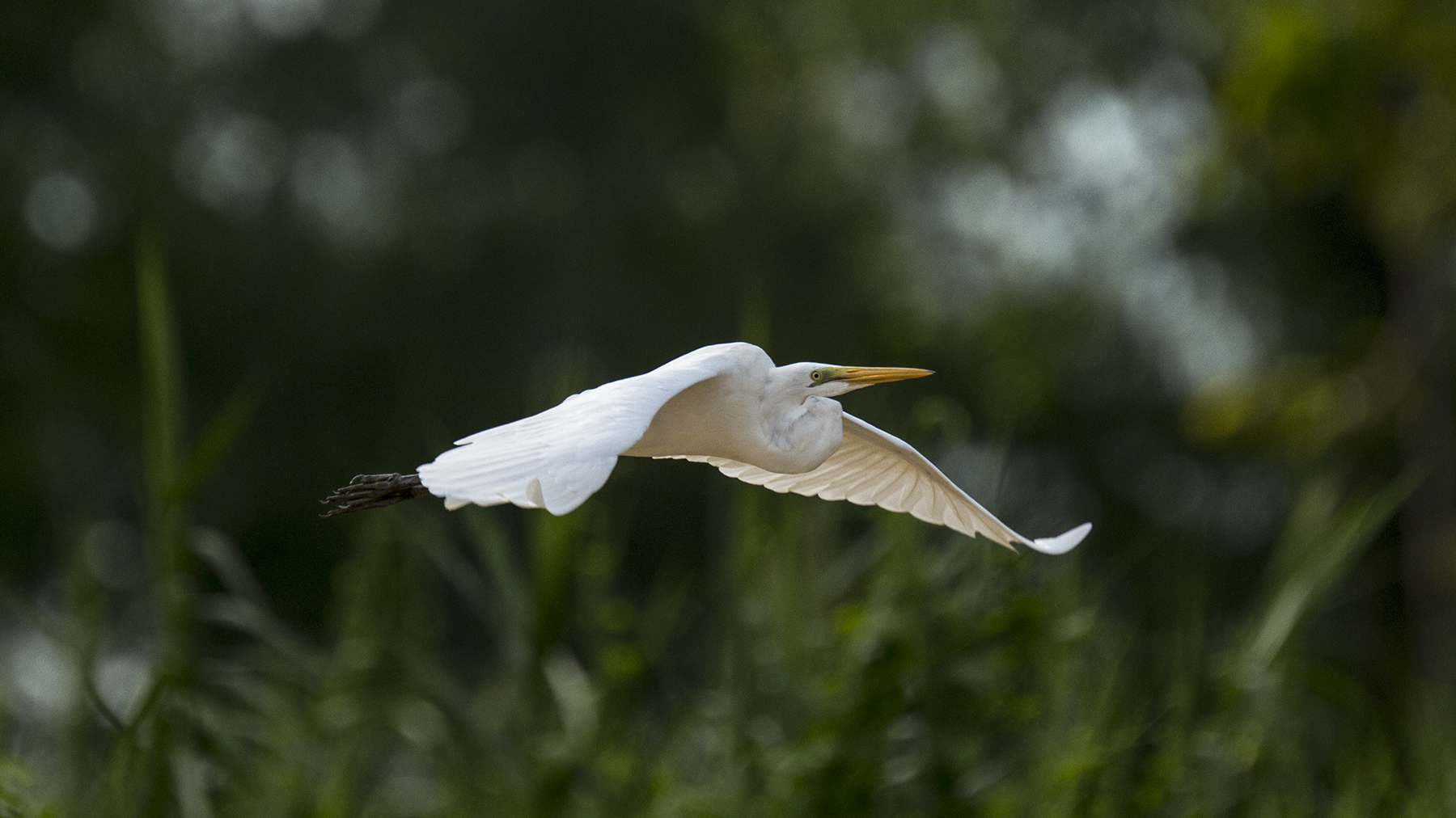 the flight of the white