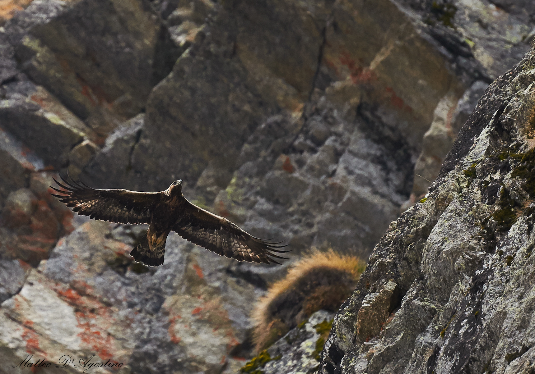 The Queen of the Alps