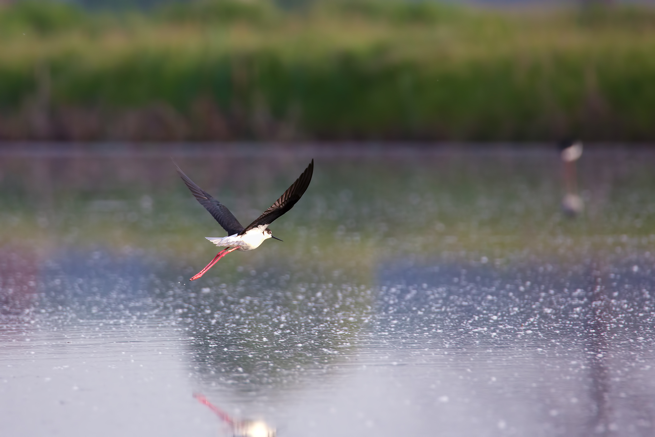 Cavaliere in volo - Prova PP