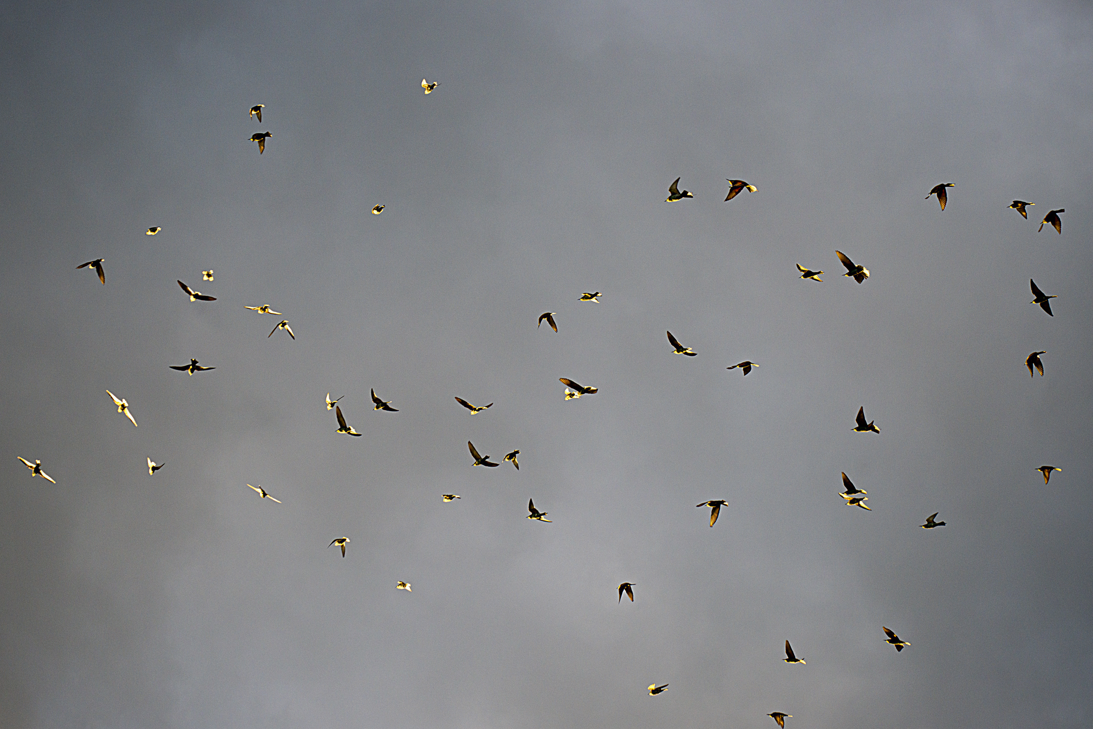 Dancing Birds flying