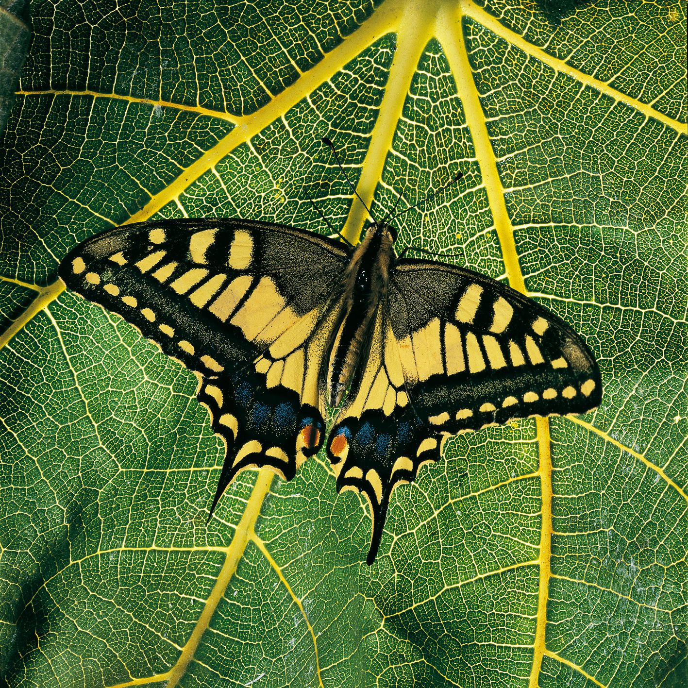 Foto pellicola dia 1990