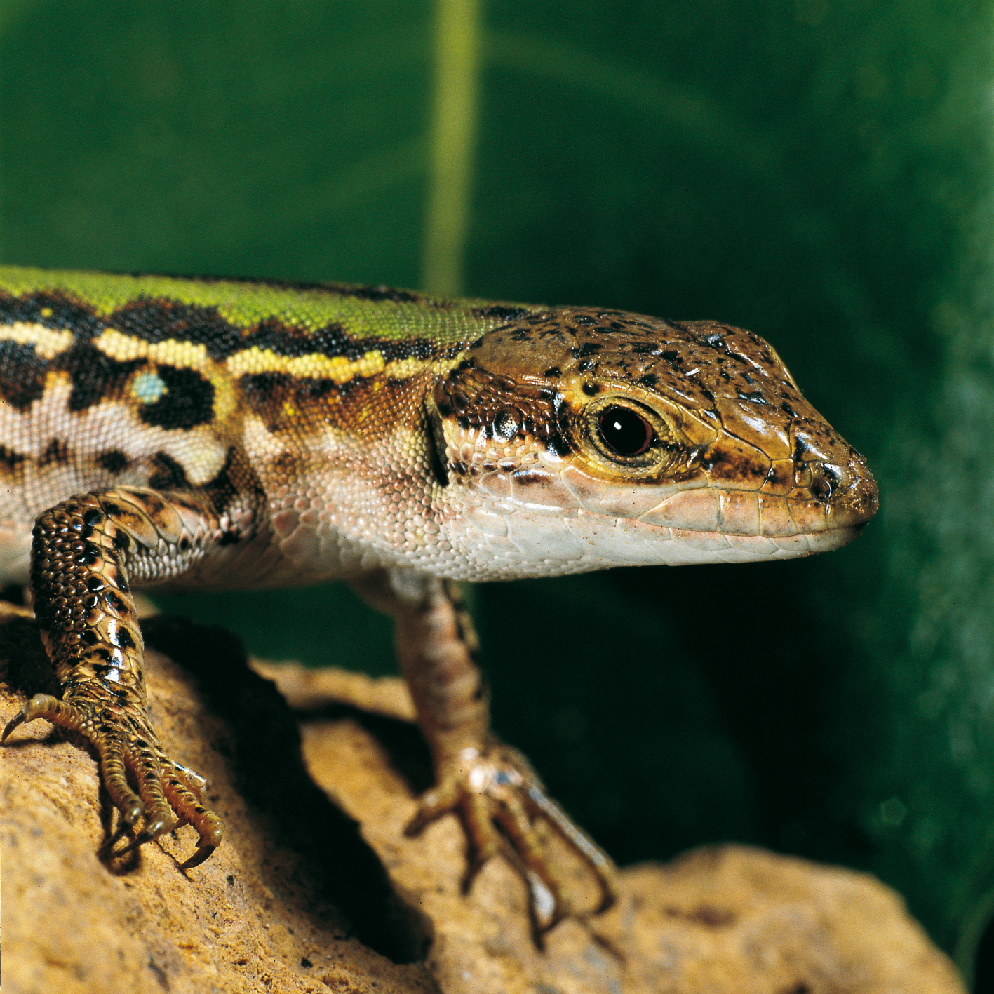 Foto pellicola dia 1983