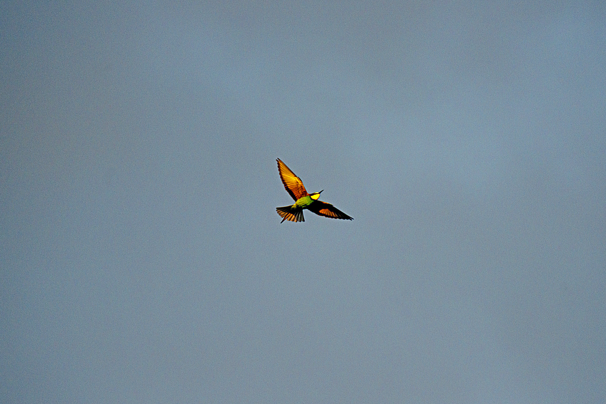 Uccello 2             Uccelli