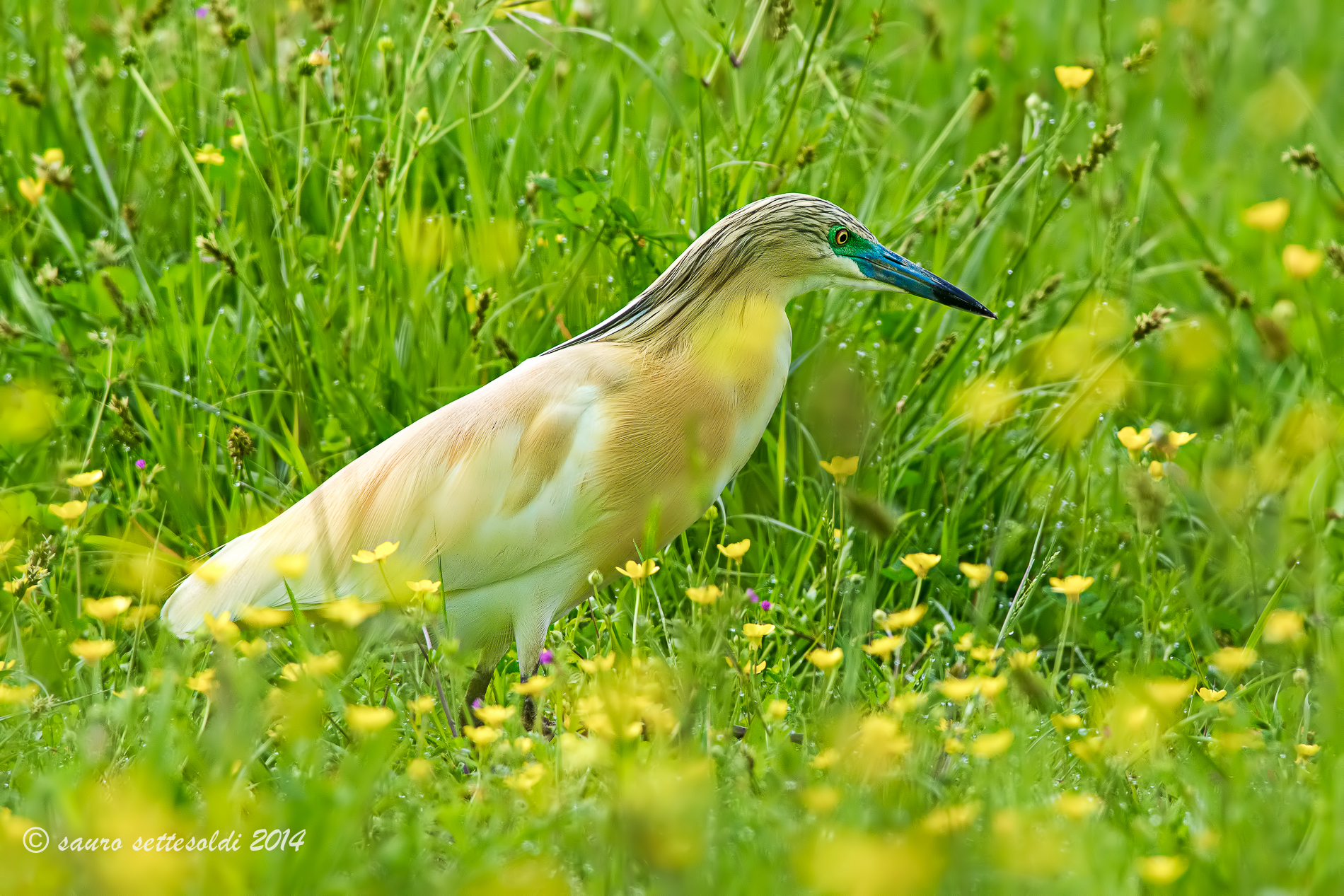 Sgarza ciuffetto nel verde