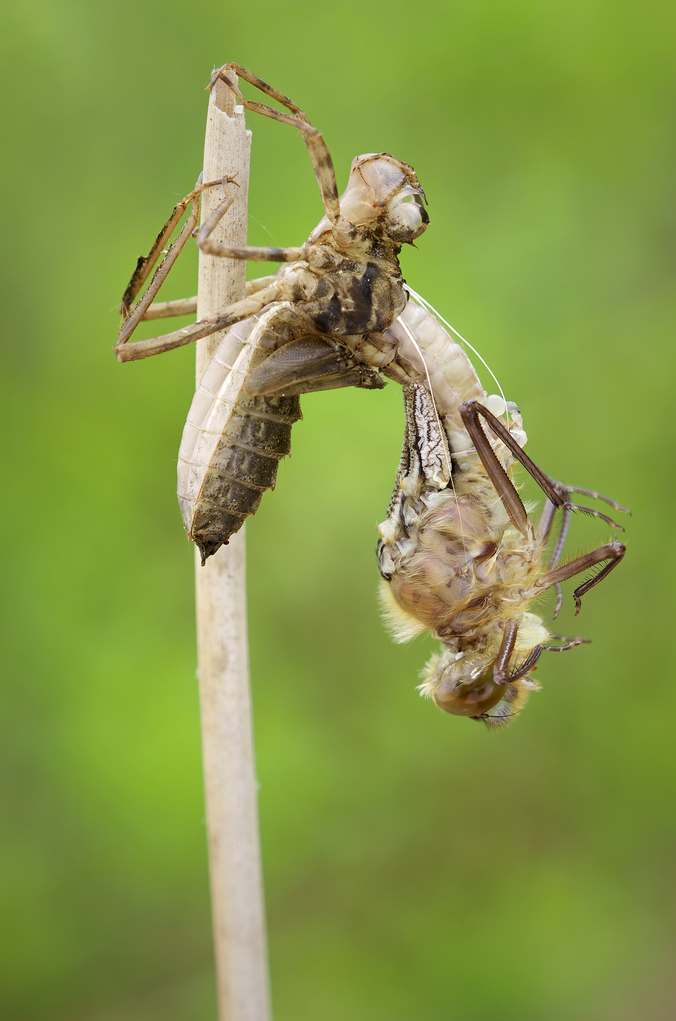 Una nuova vita è nata ...