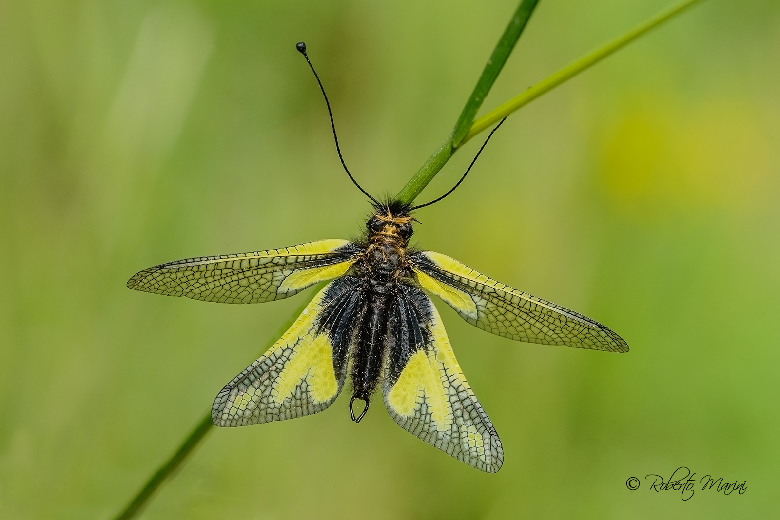 Libelluloide Coccajus Ascalaphus