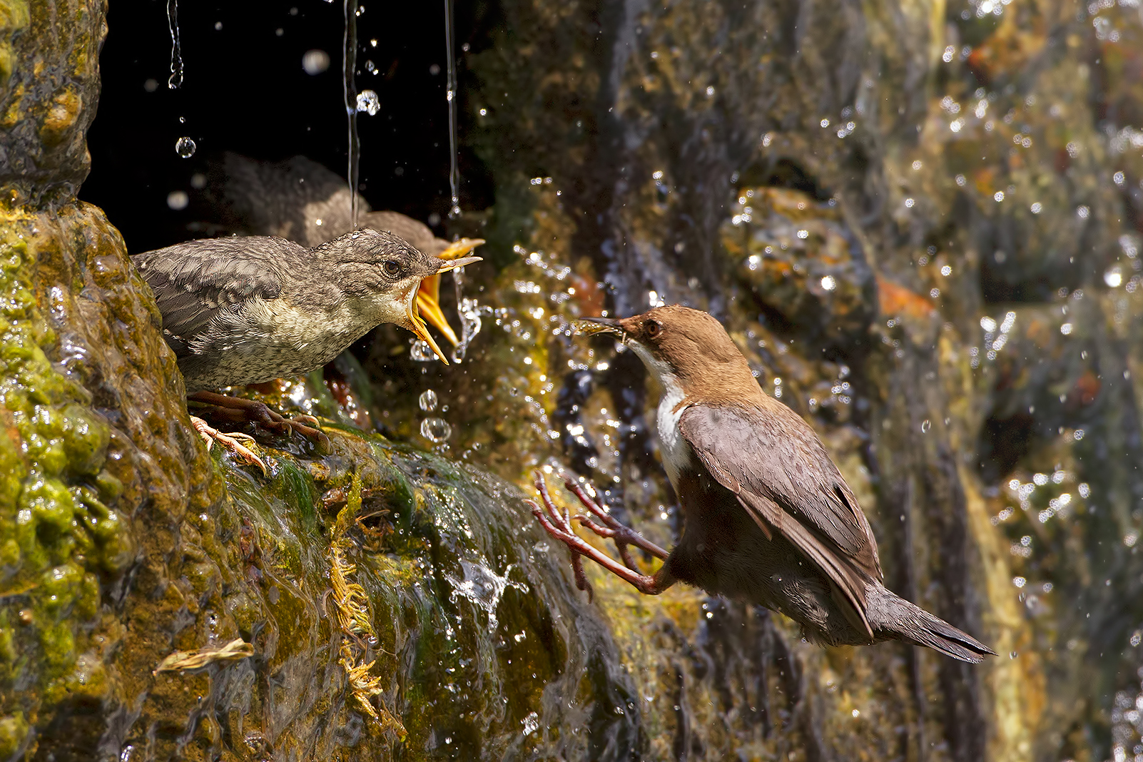 Bocche affamate ( merlo Acquaiolo ) - Alpi Apuane .