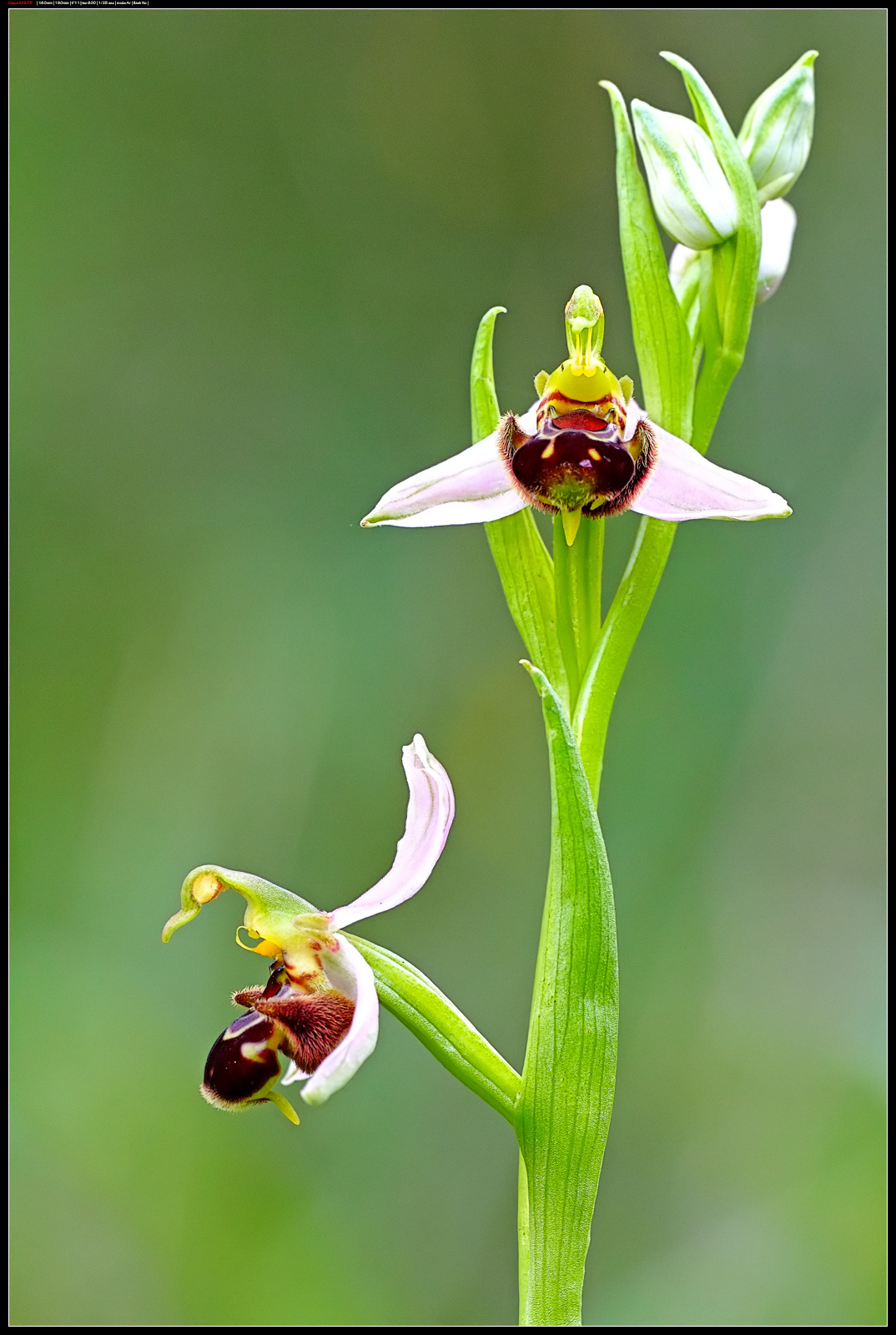 Orchidea selvatica