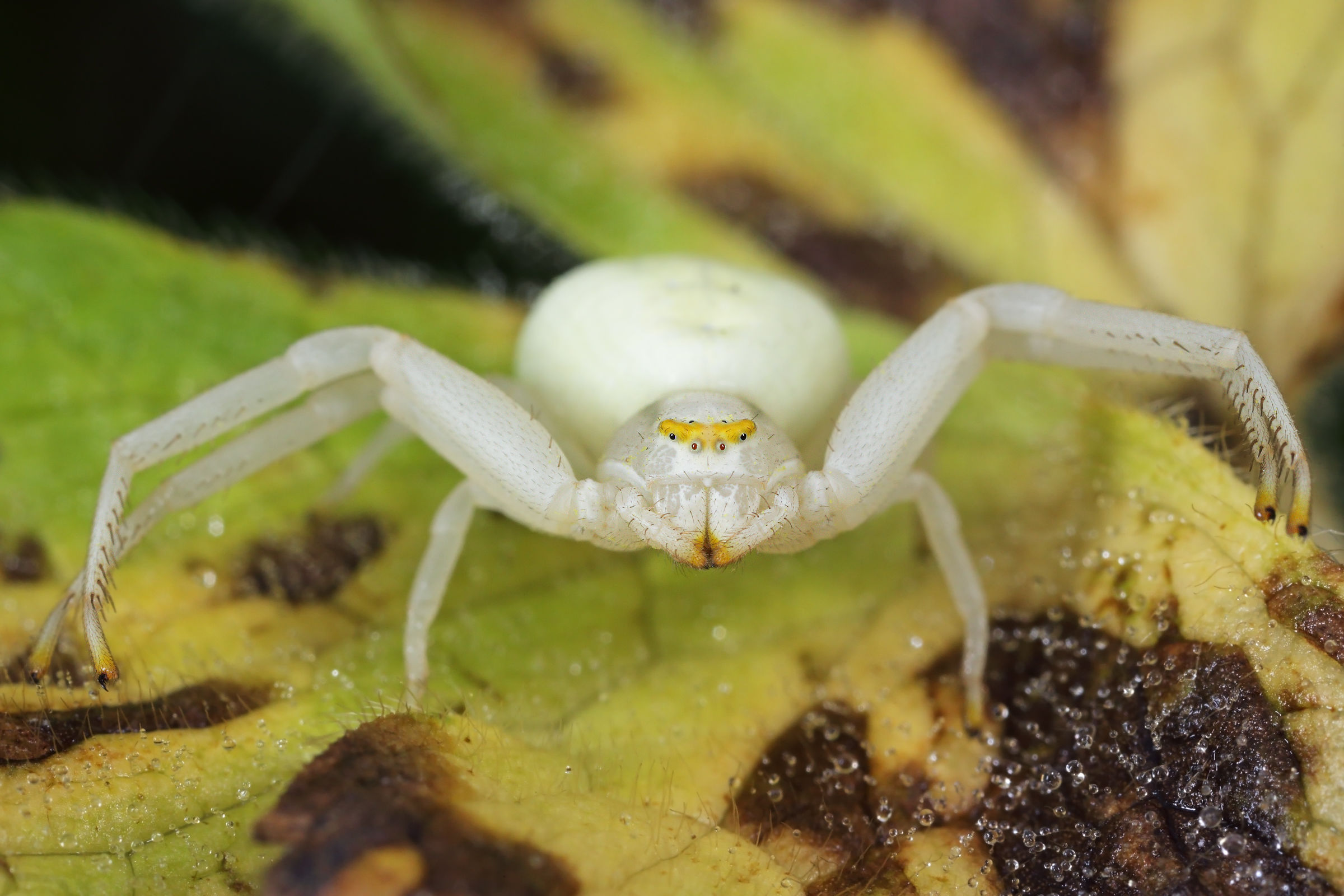 Misumena vatia