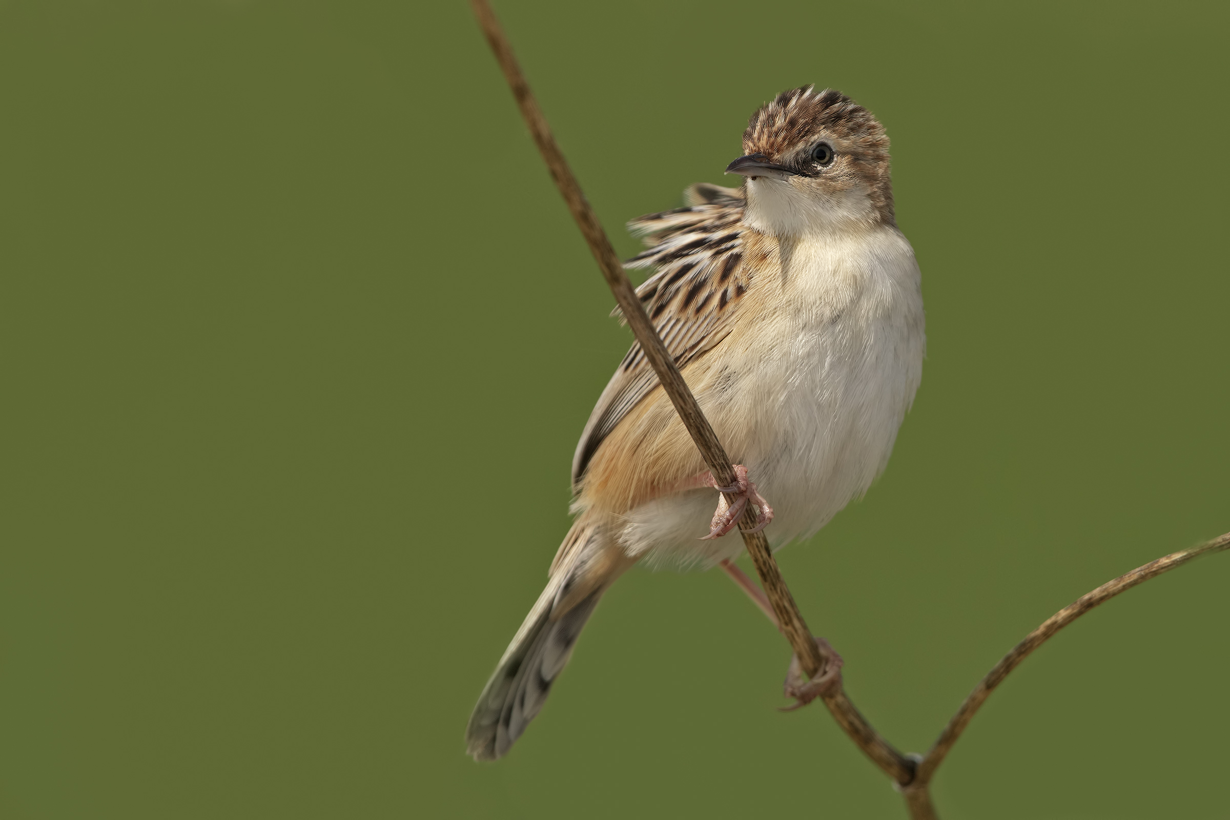 beccamoschino no oasi.
