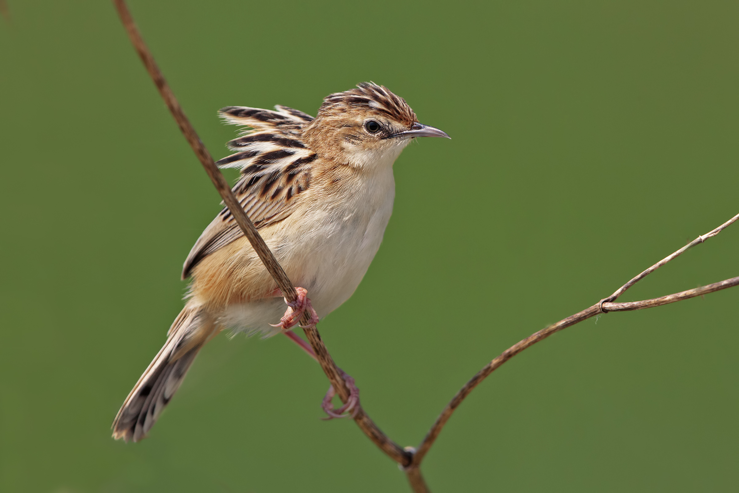 beccamoschino no oasi