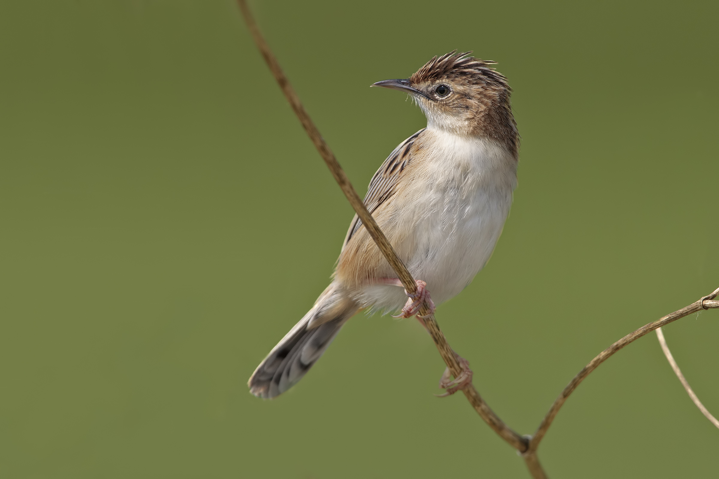 beccamoschino no oasi
