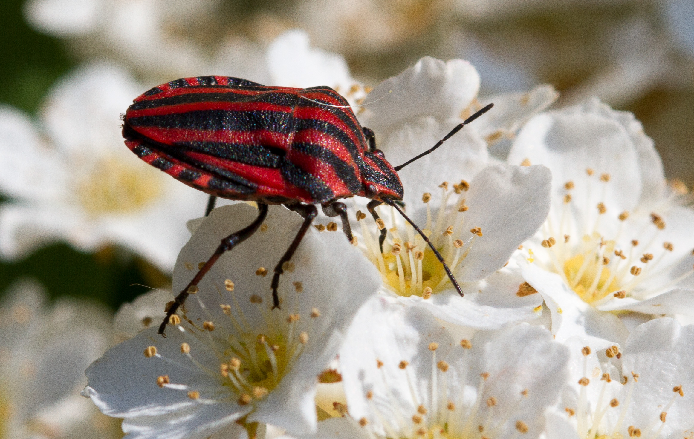 Bug Red Black - graphosoma-lineatum