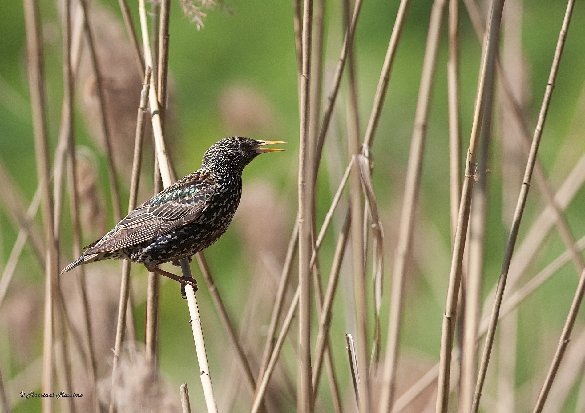 Storno (Sturnus vulgaris)