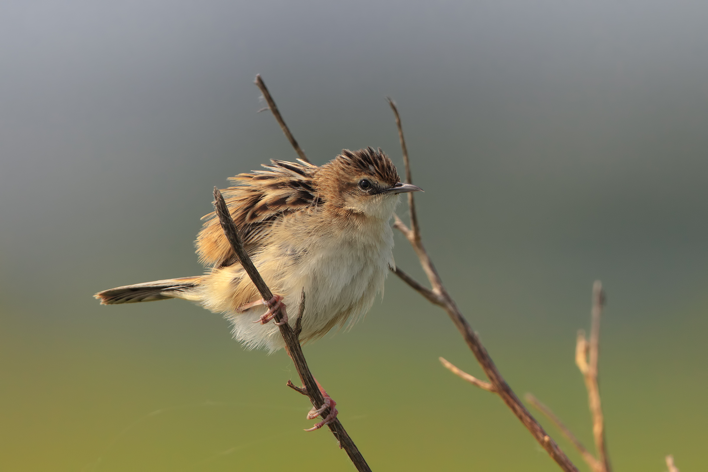 beccamoschino no oasi