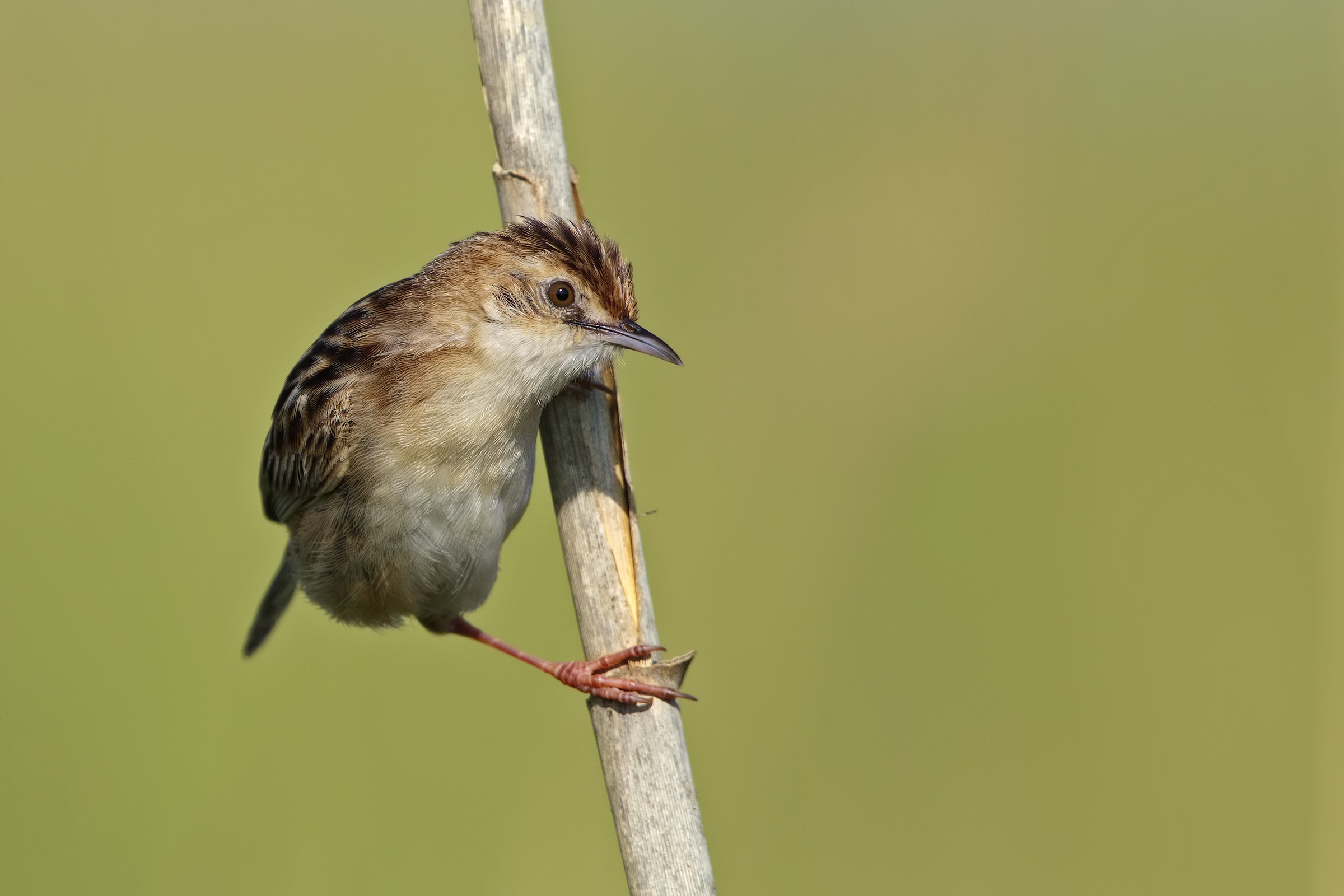 beccamoschino no oasi