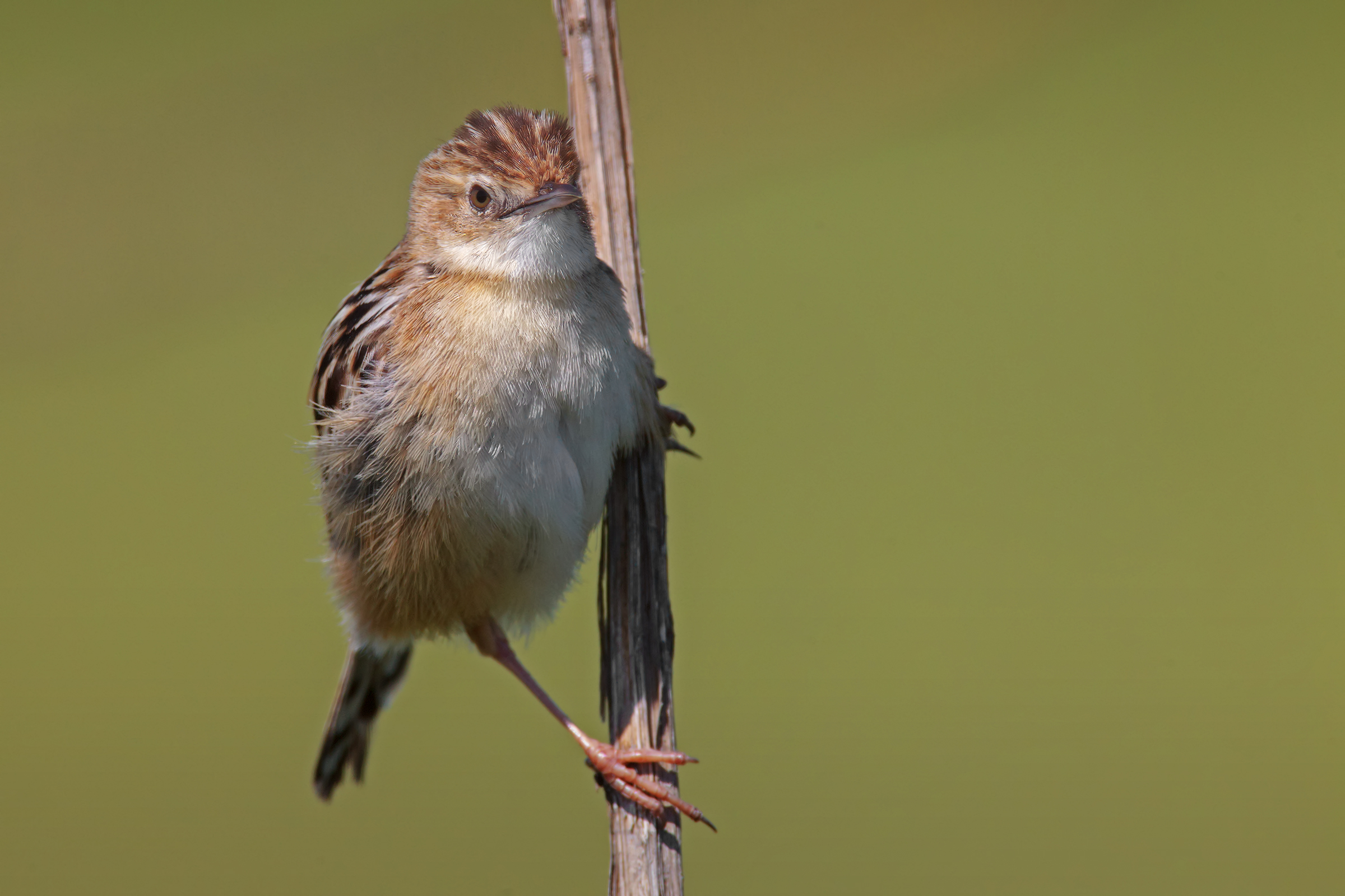 beccamoschino no oasi