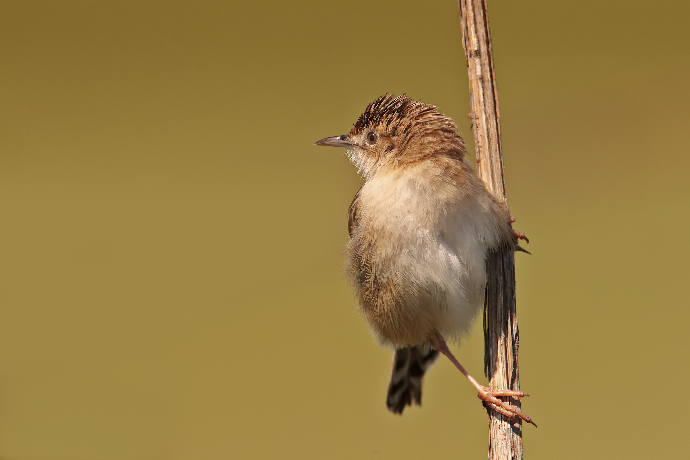 beccamoschino no oasi