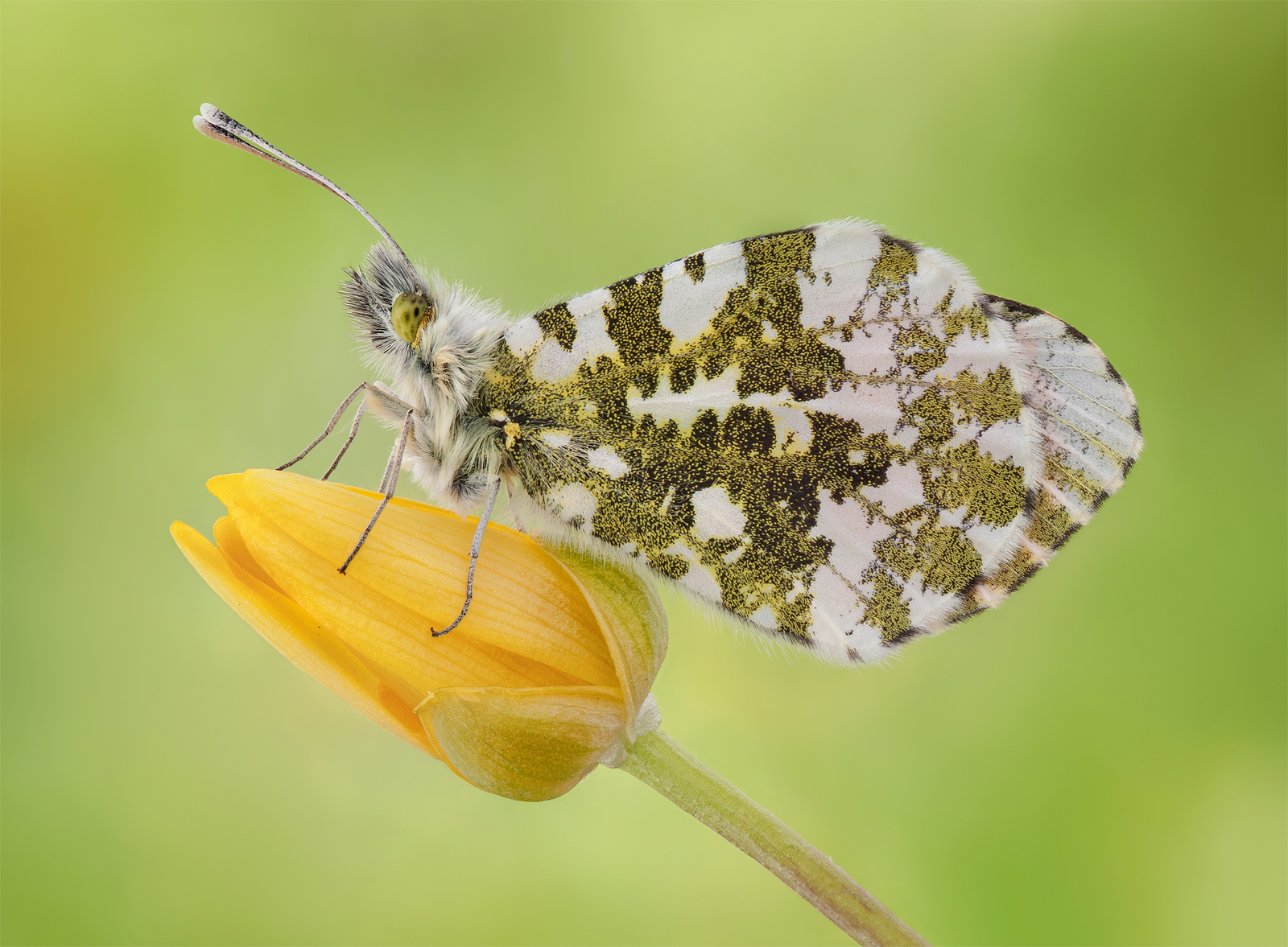 Orange Tip