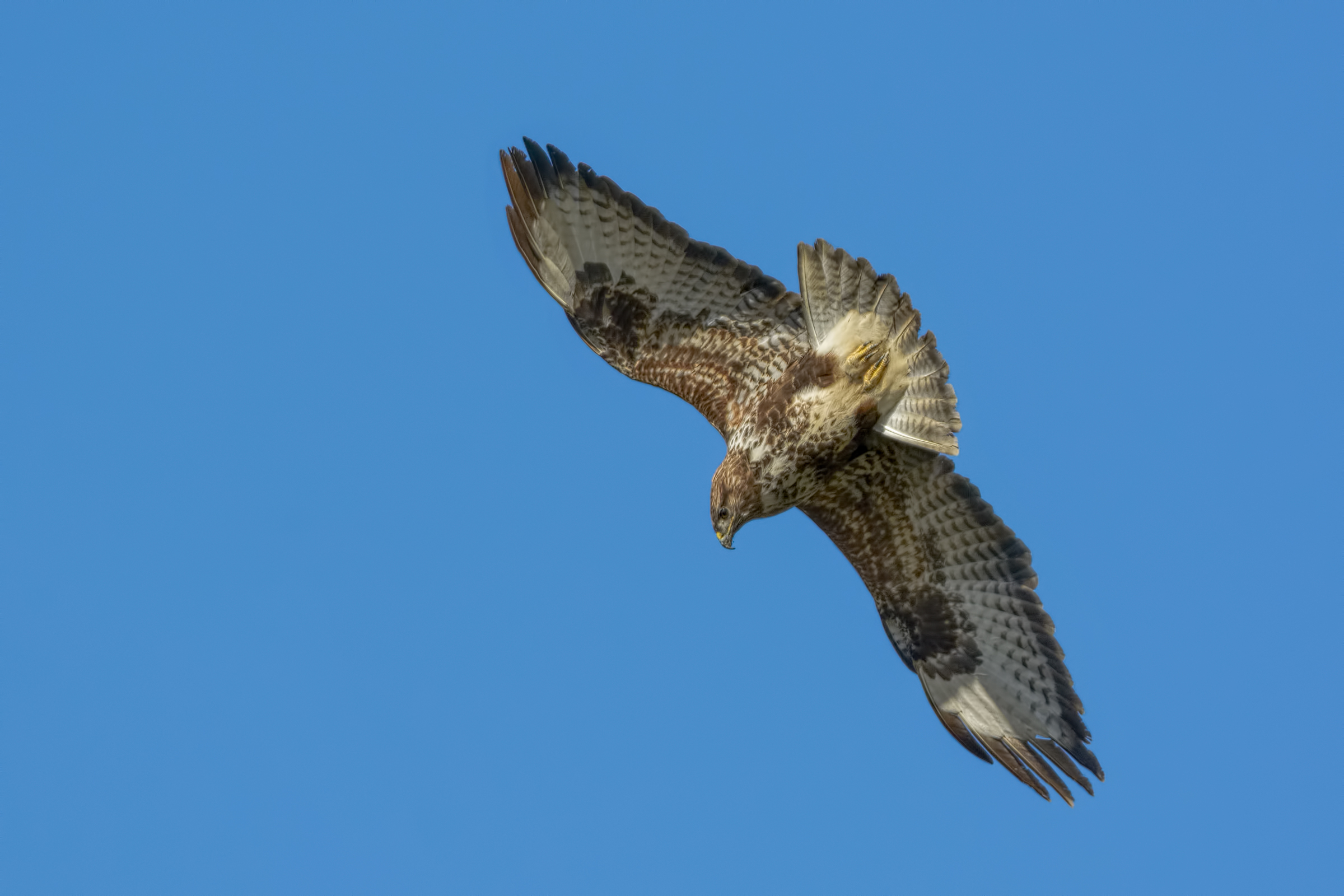 Buzzard (Buteo buteo)