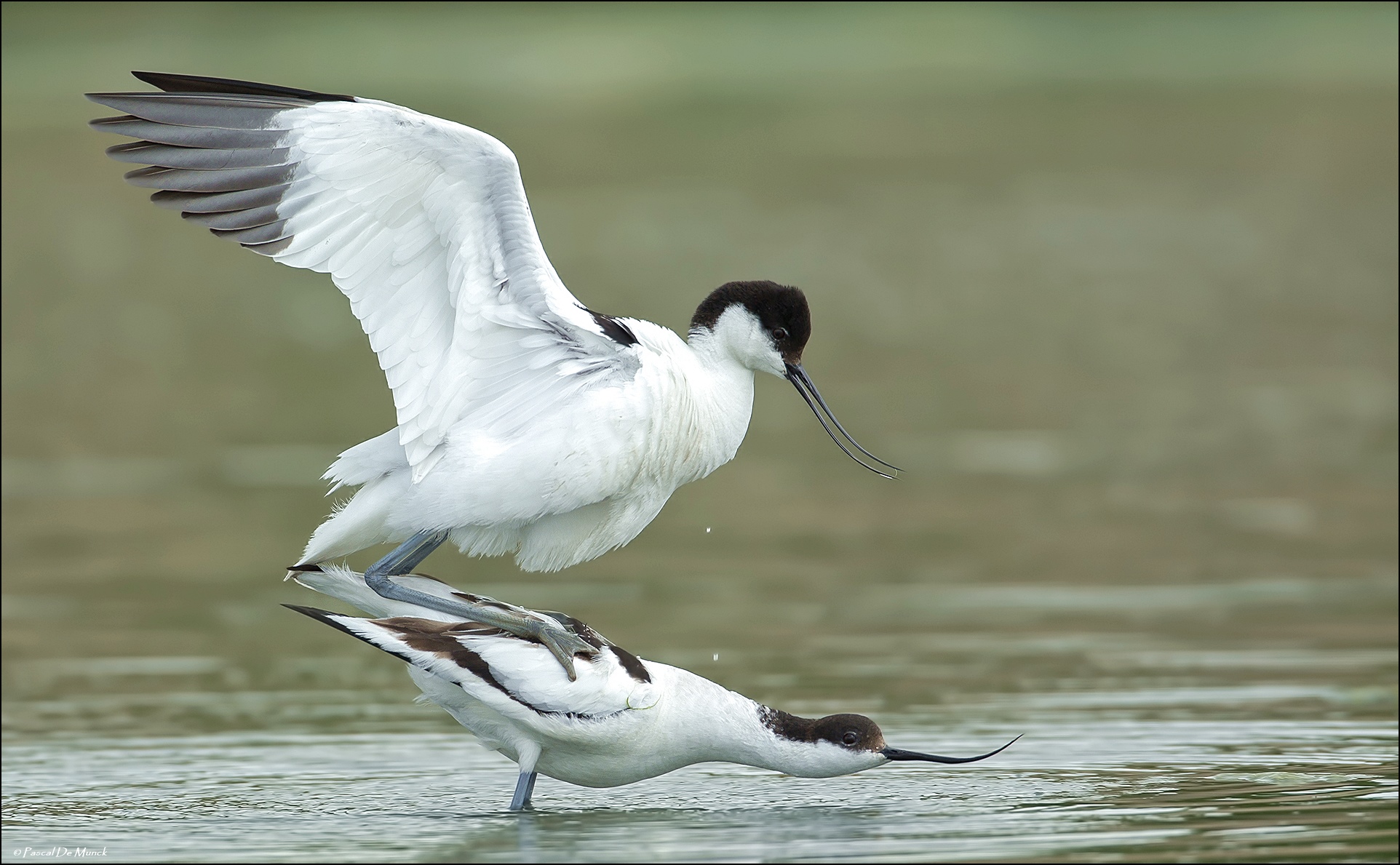 Avocetta