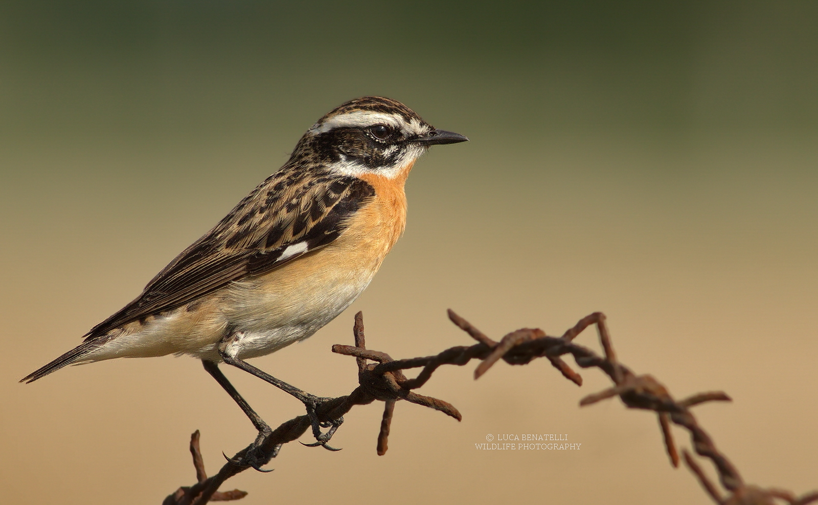 Whinchat