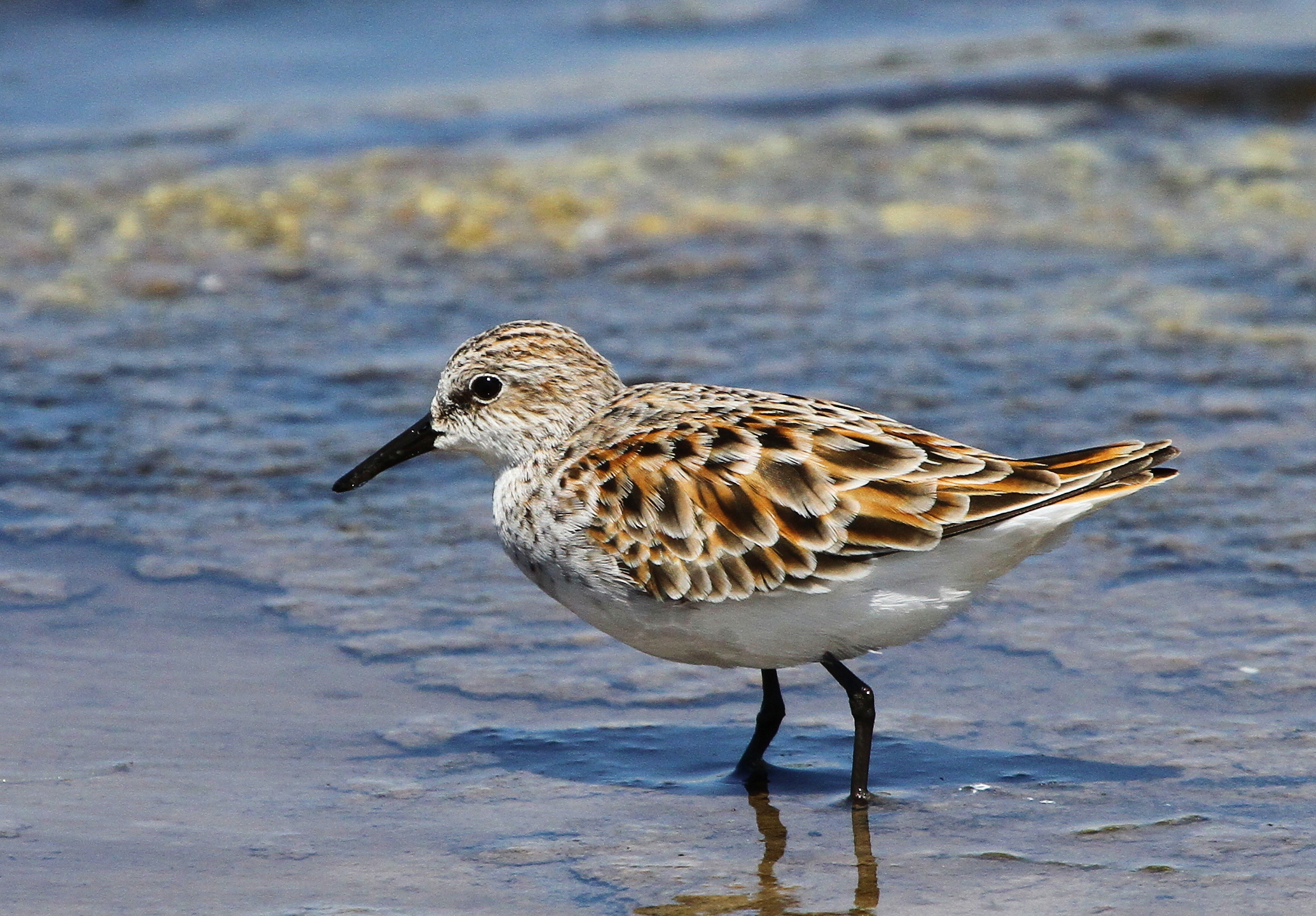 Little Stint