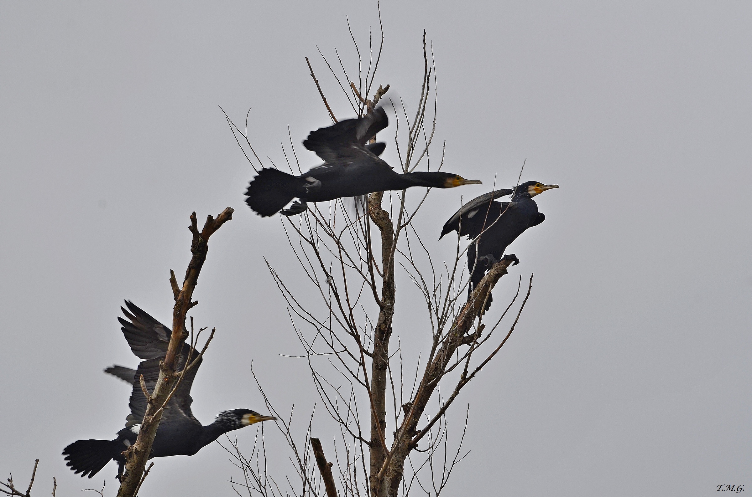 One ... two ... three, ready viaaaaaa!