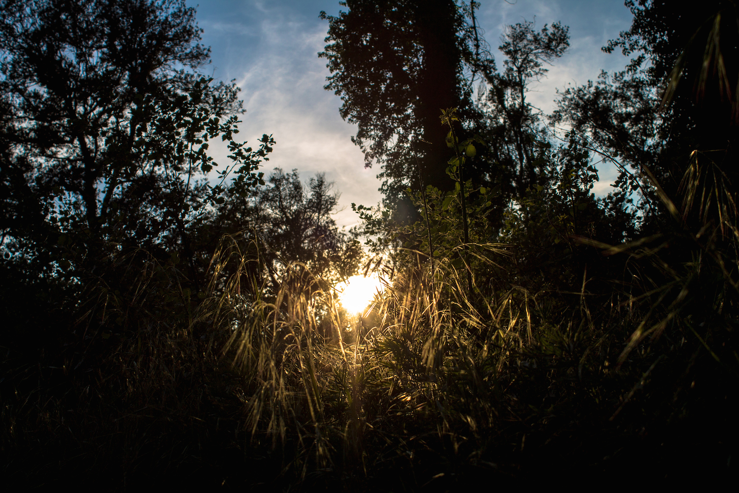 the sun through the wood