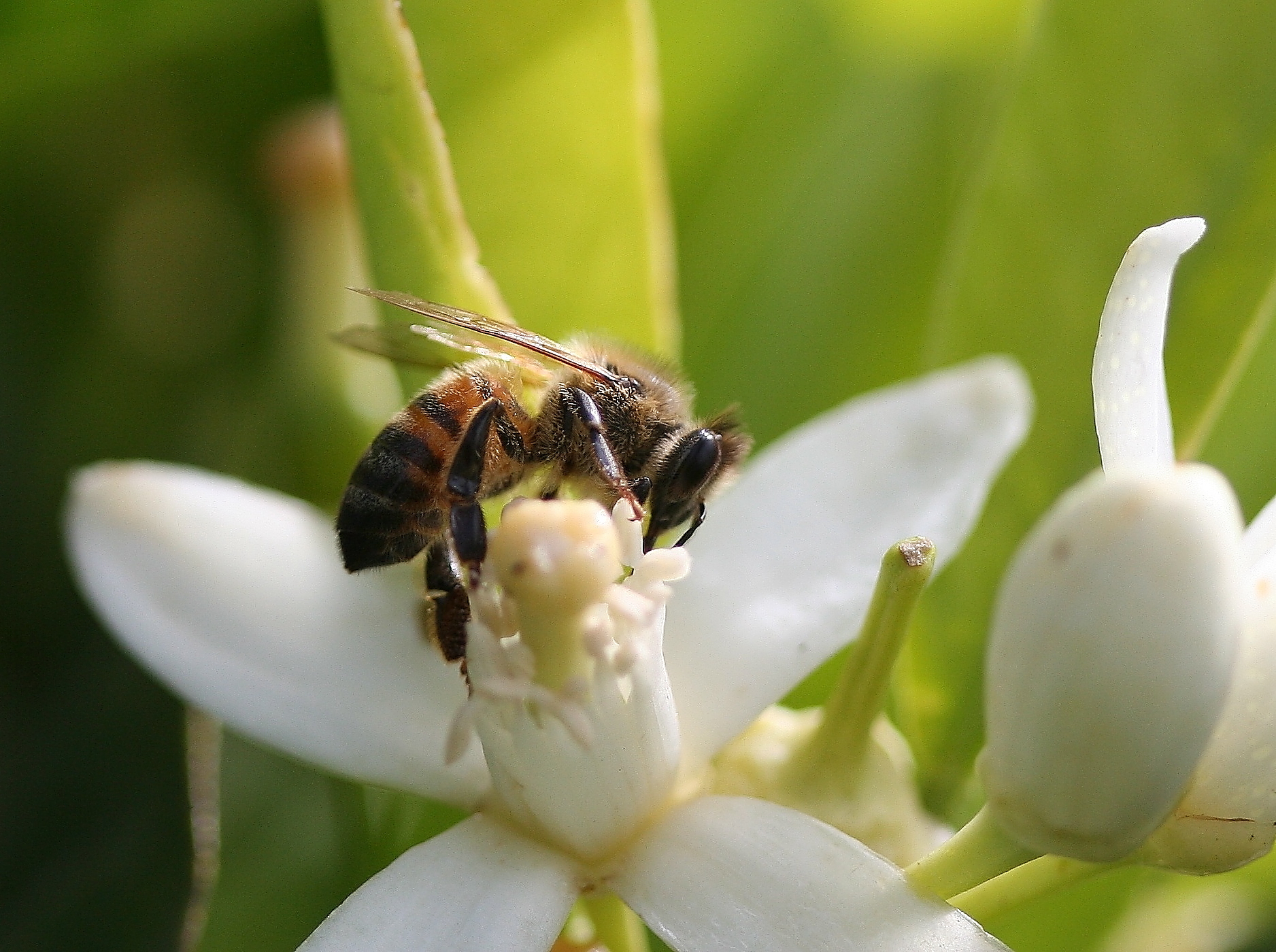 Bee in flower