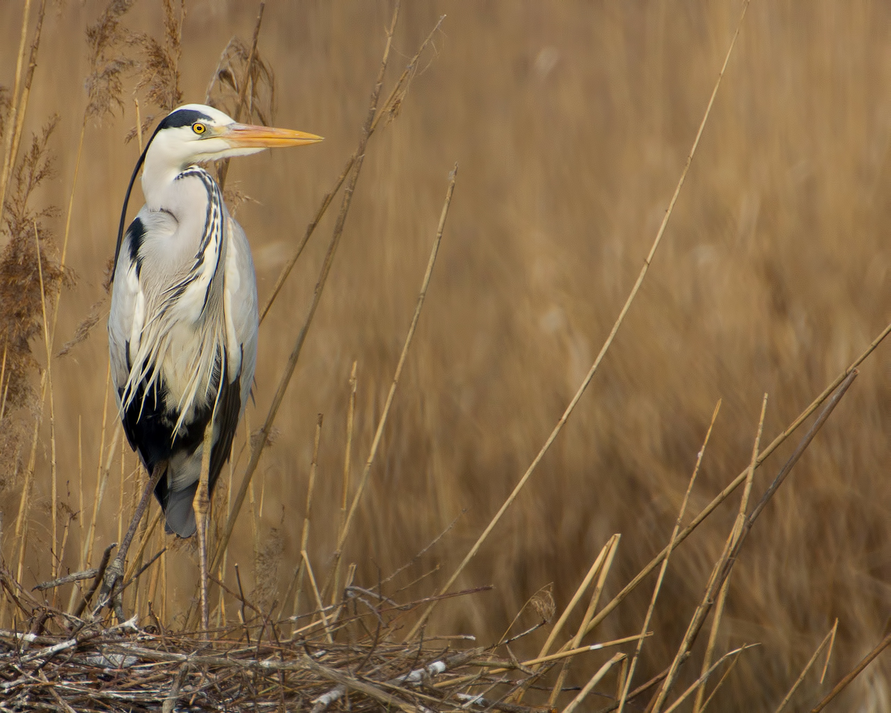 heron nesting