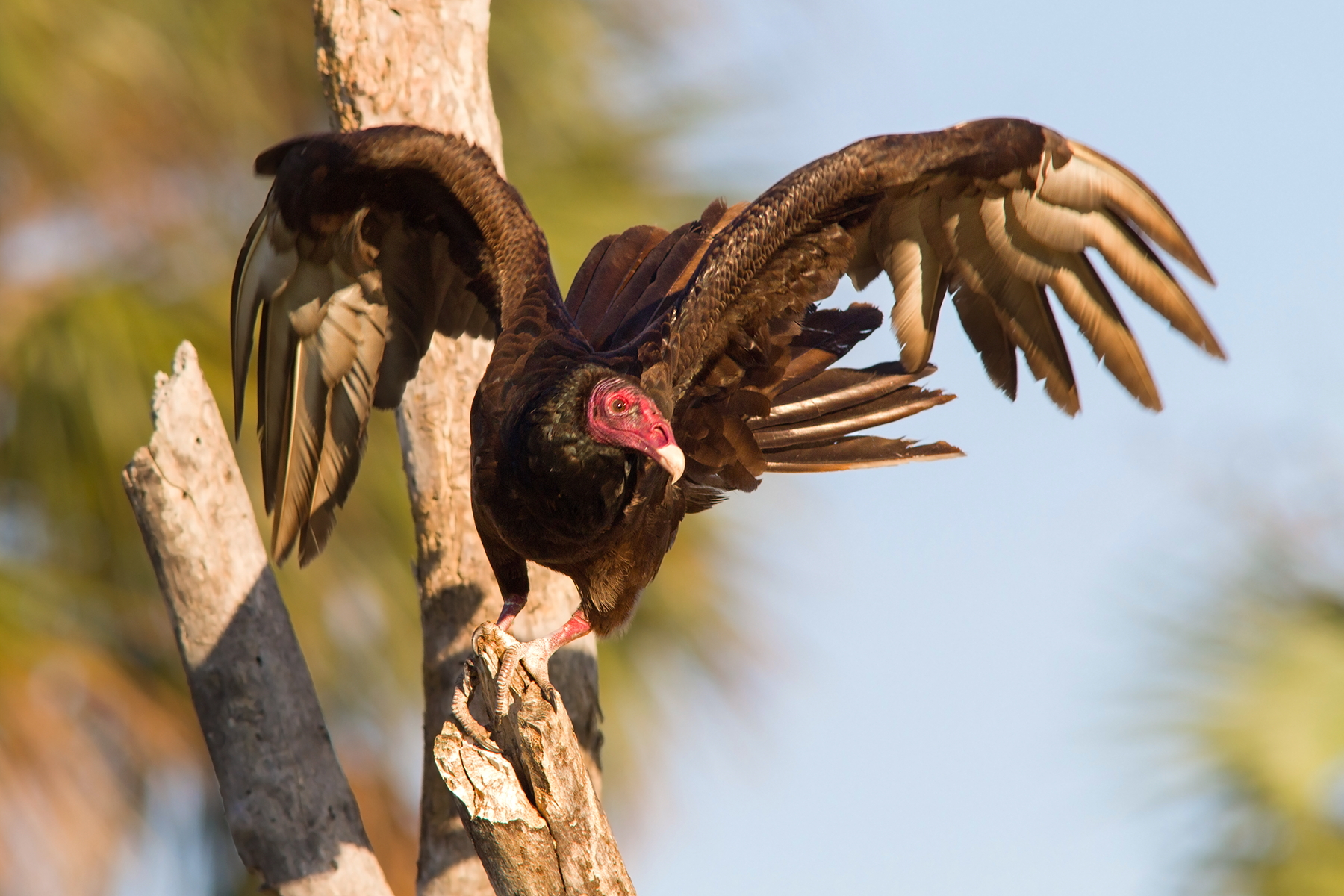 Avvoltoio dal collo rosso