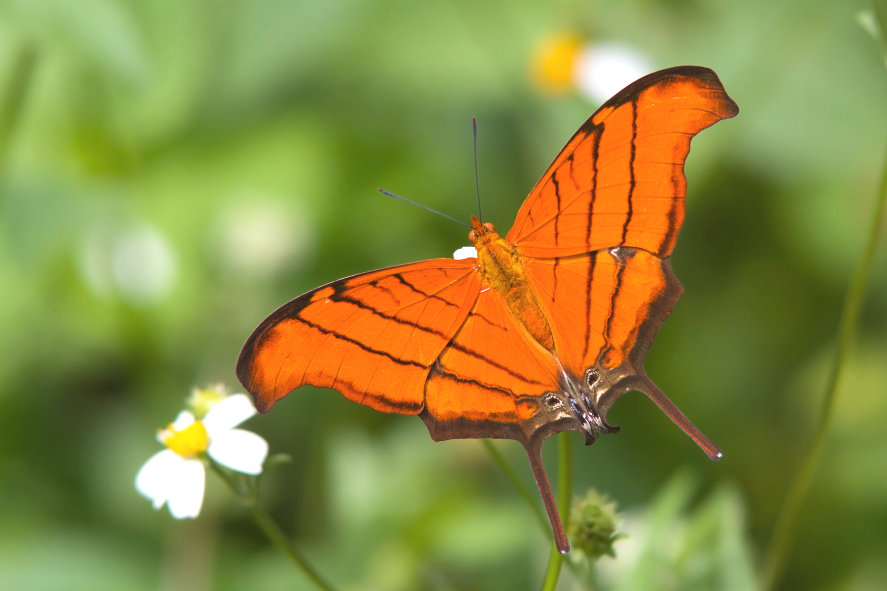 The Ruddy Daggerwing