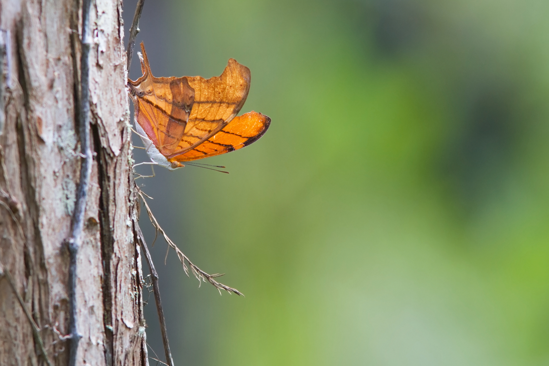 The Ruddy Daggerwing_2