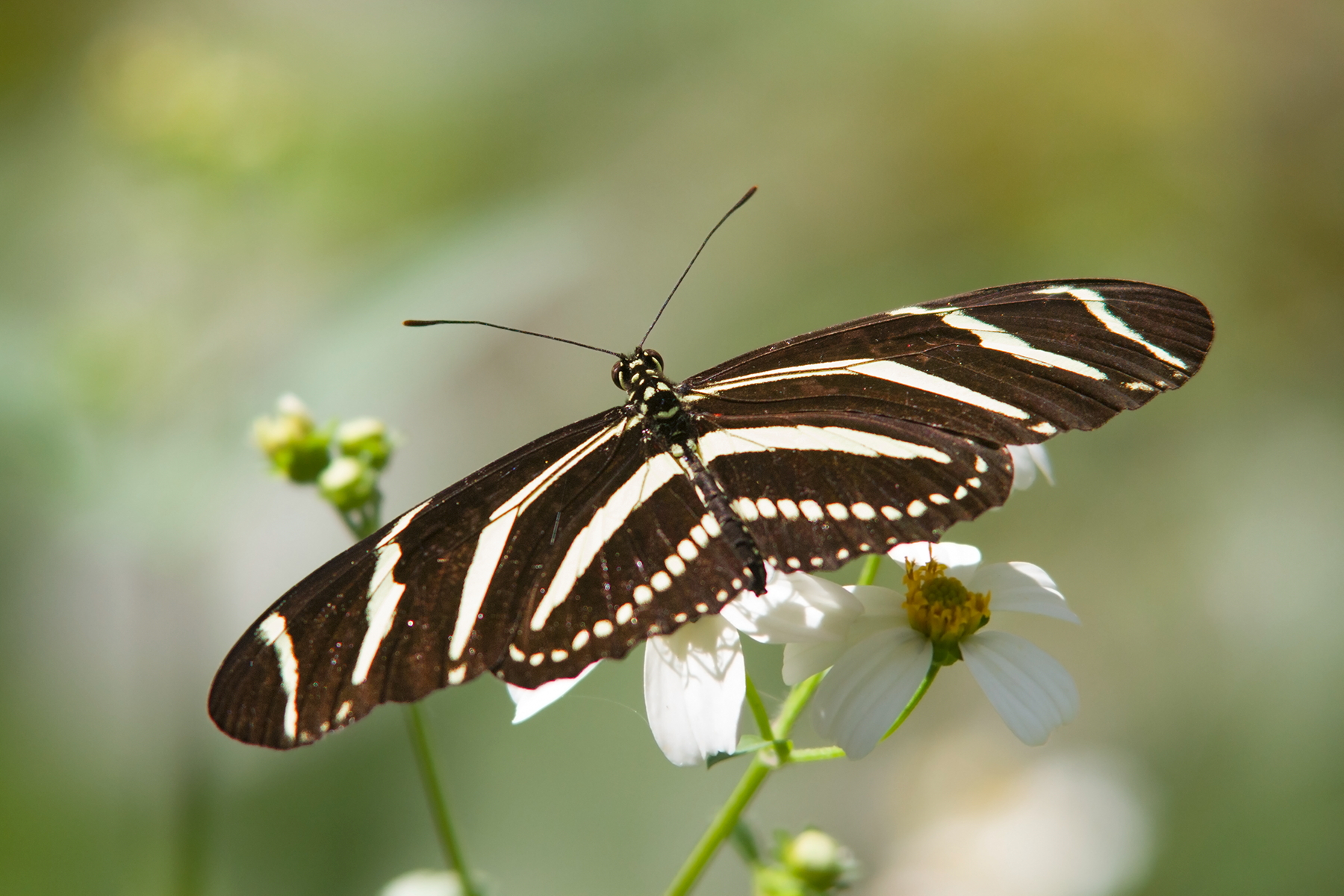 Zebra Longwing Butterfly