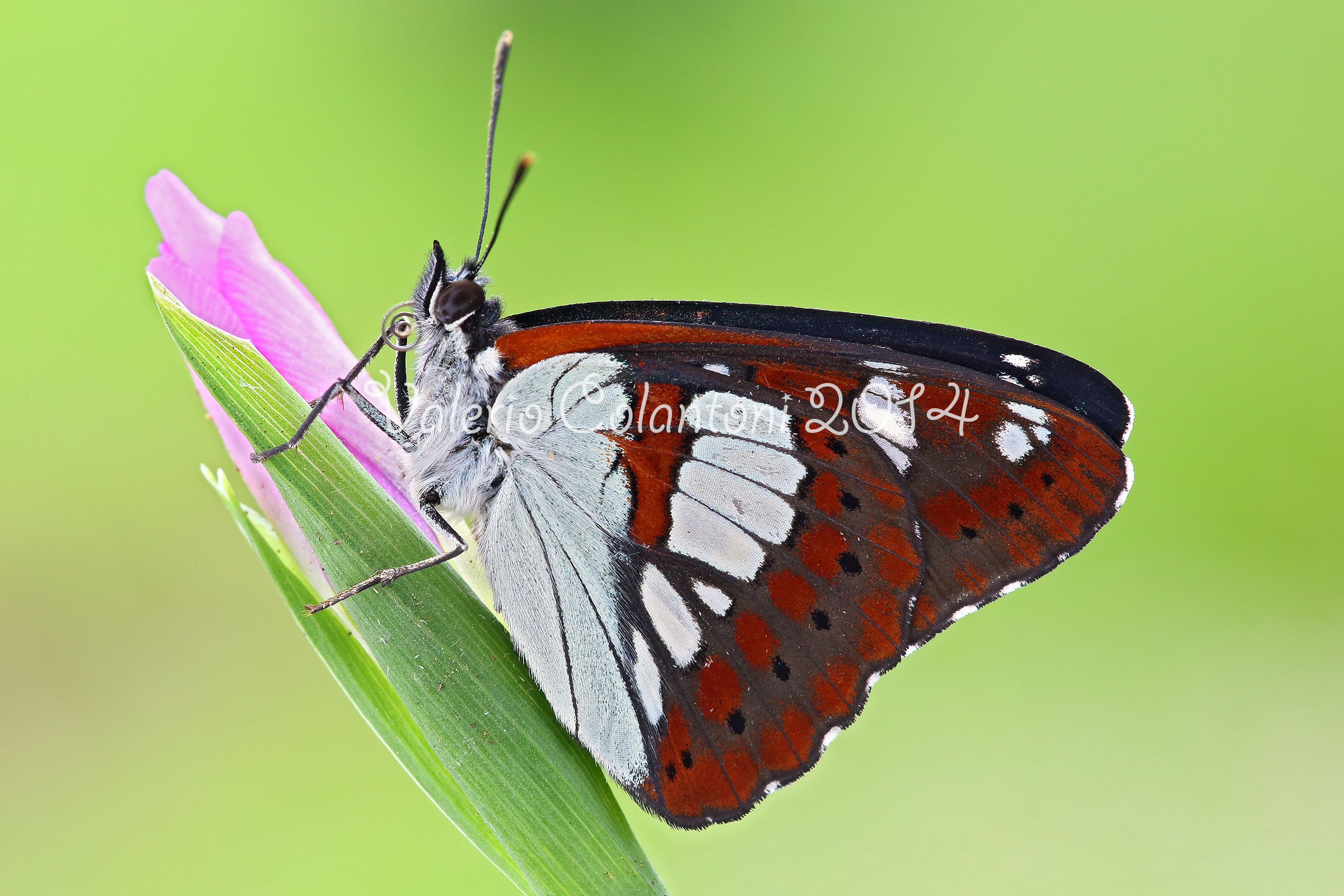 Limenitis @