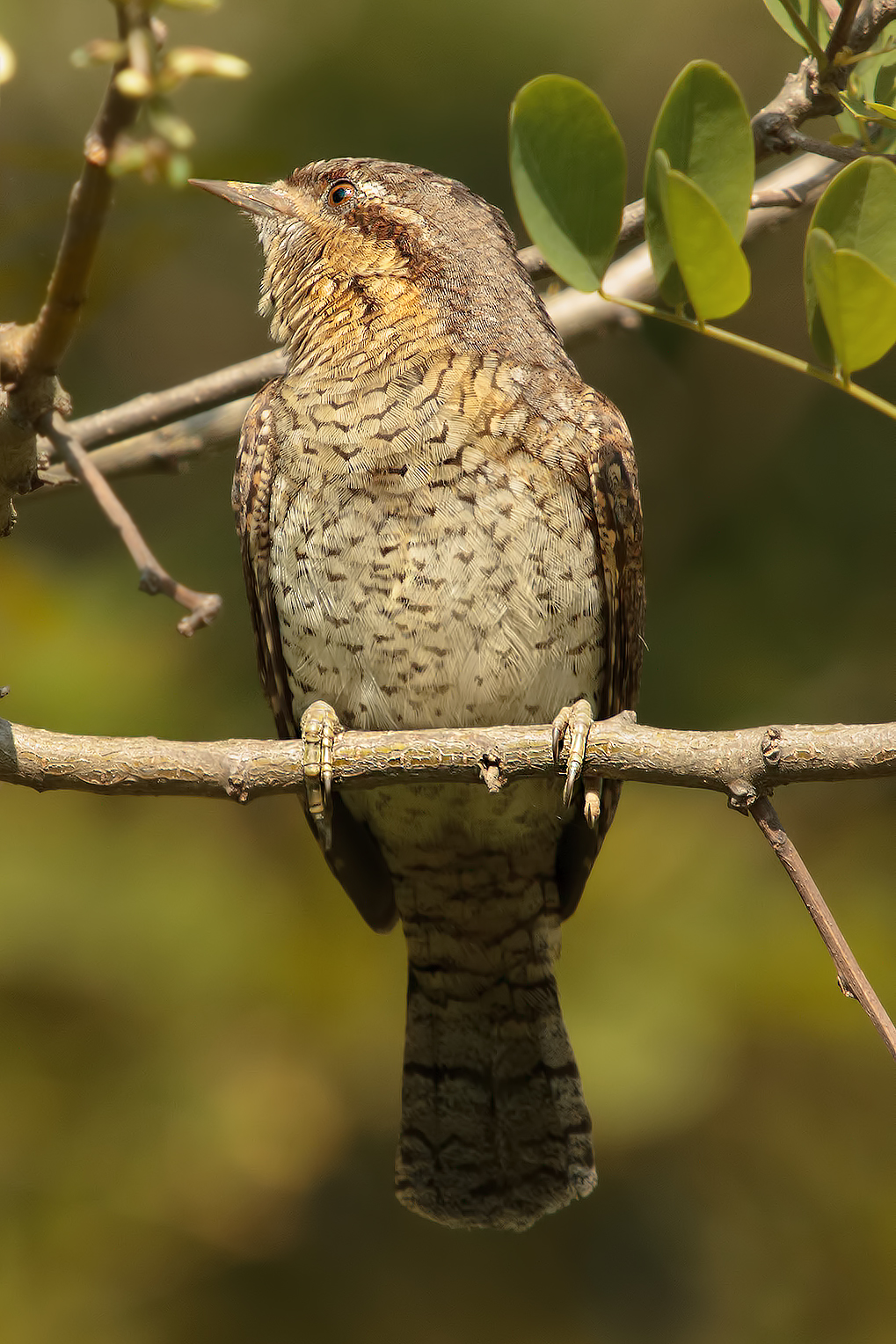 A vertical torticollis .... :-)