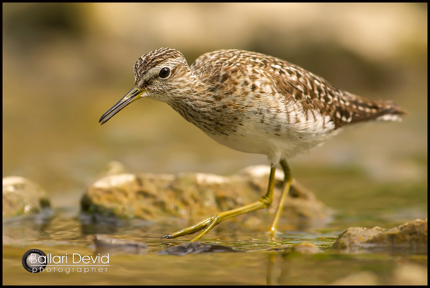 piro piro boschereccio