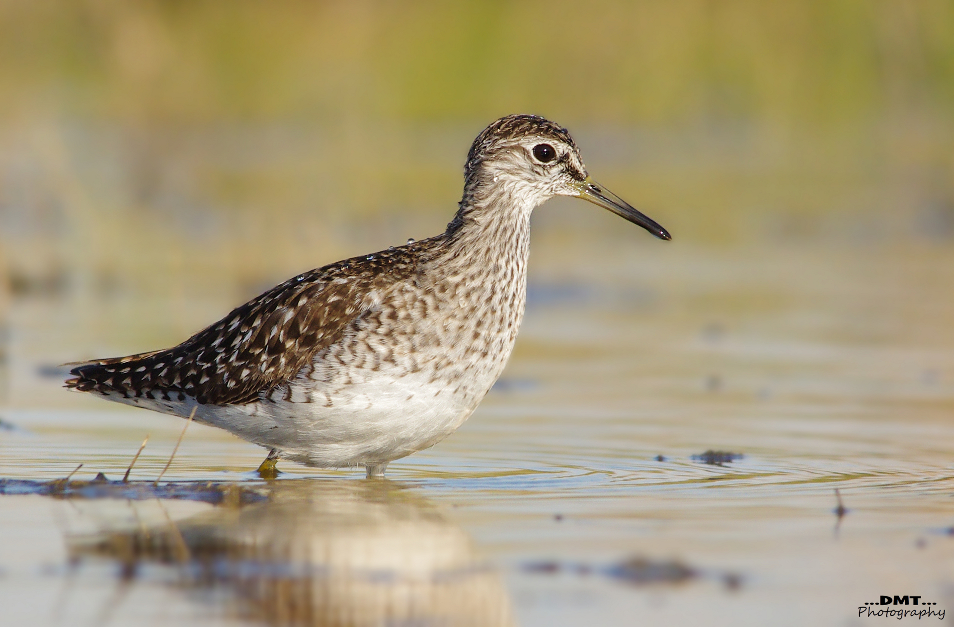 Wood Sandpiper