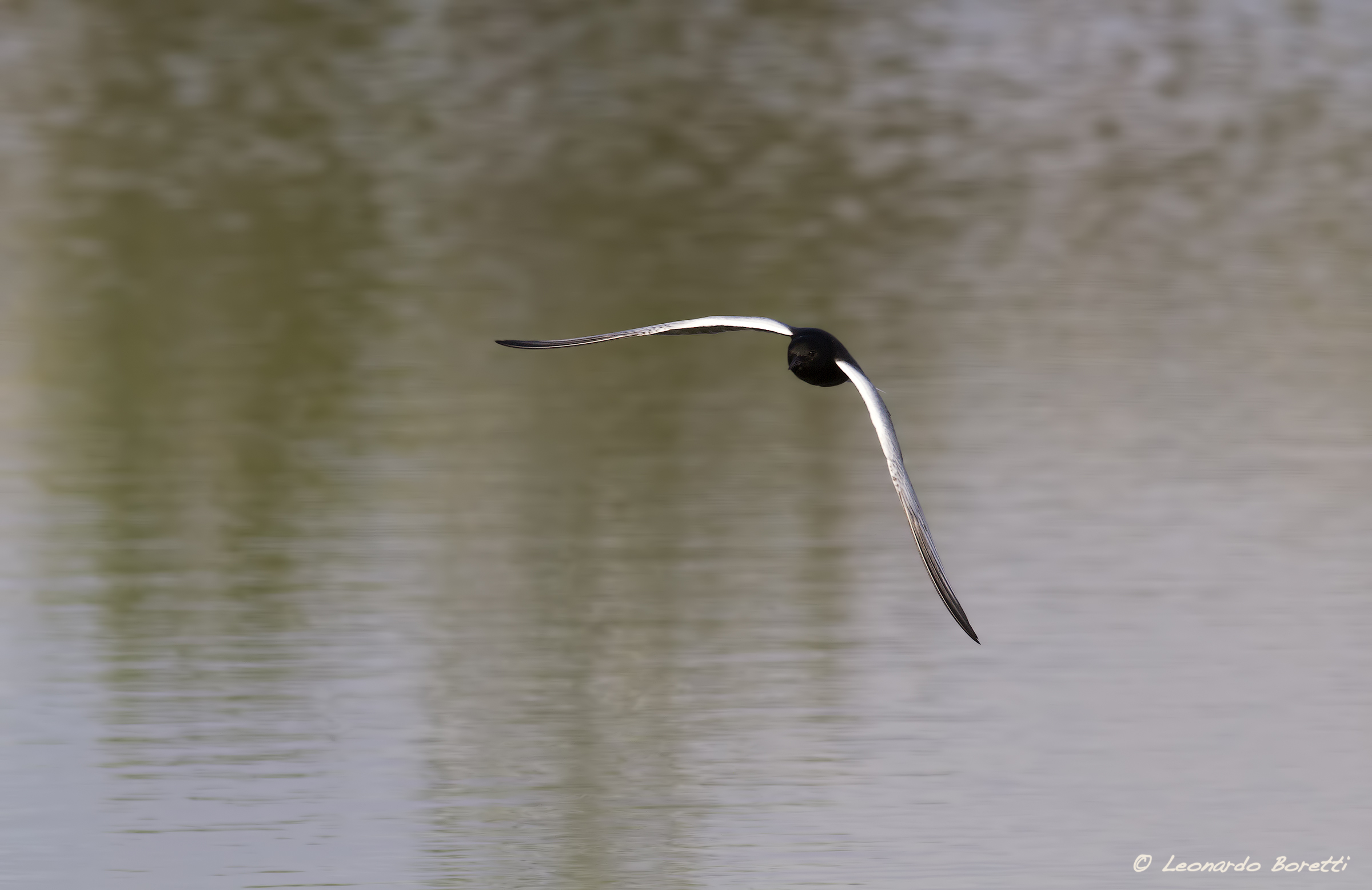 White-winged Black Tern