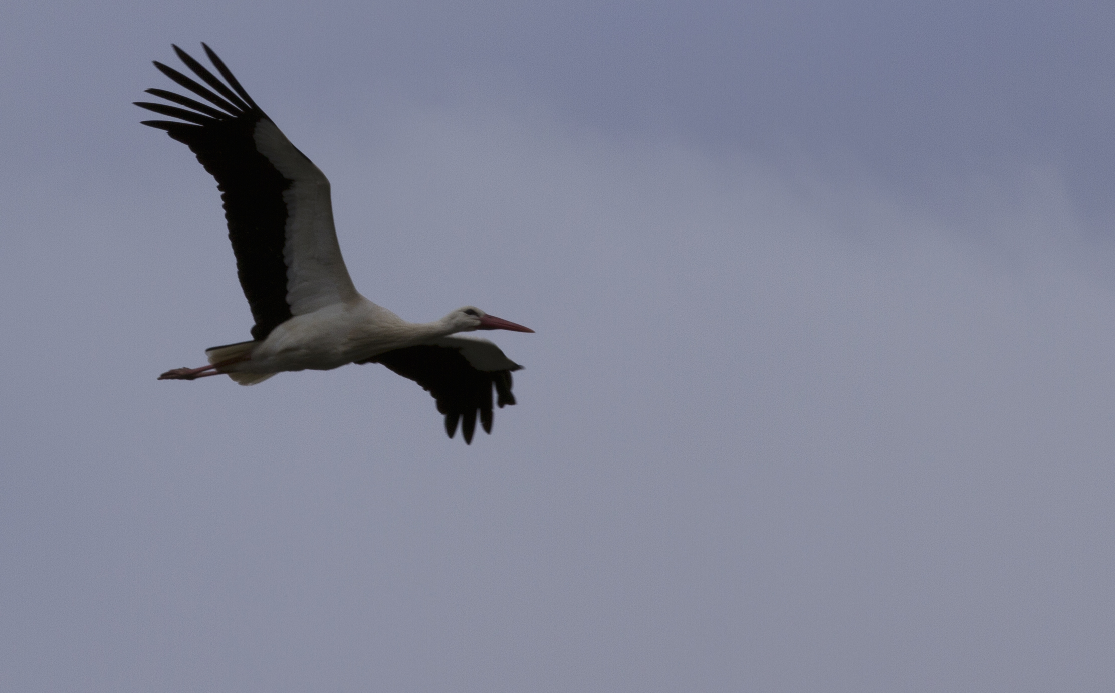 flying stork