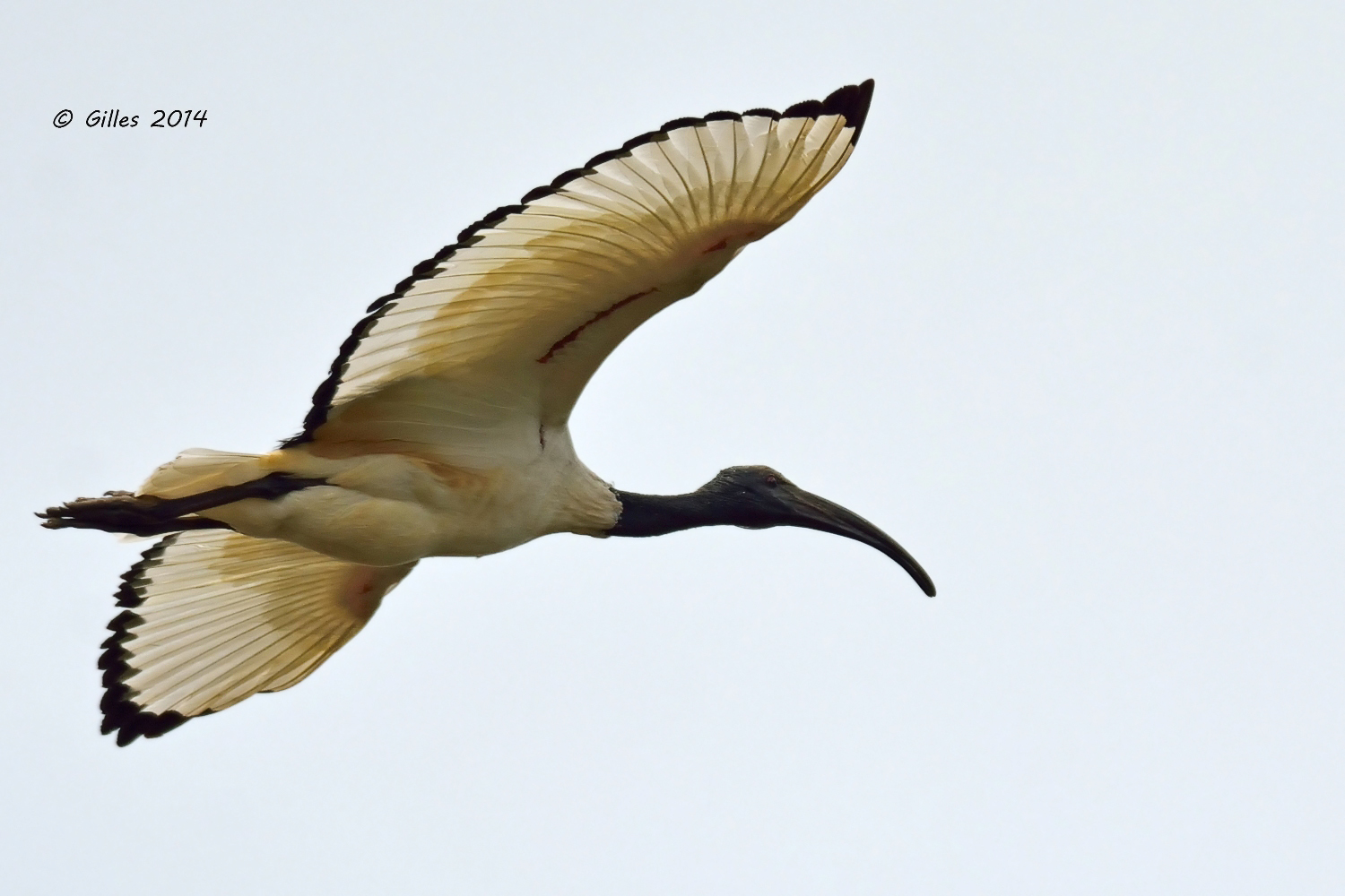 Sacred Ibis (Threskiornis aethiopicus)