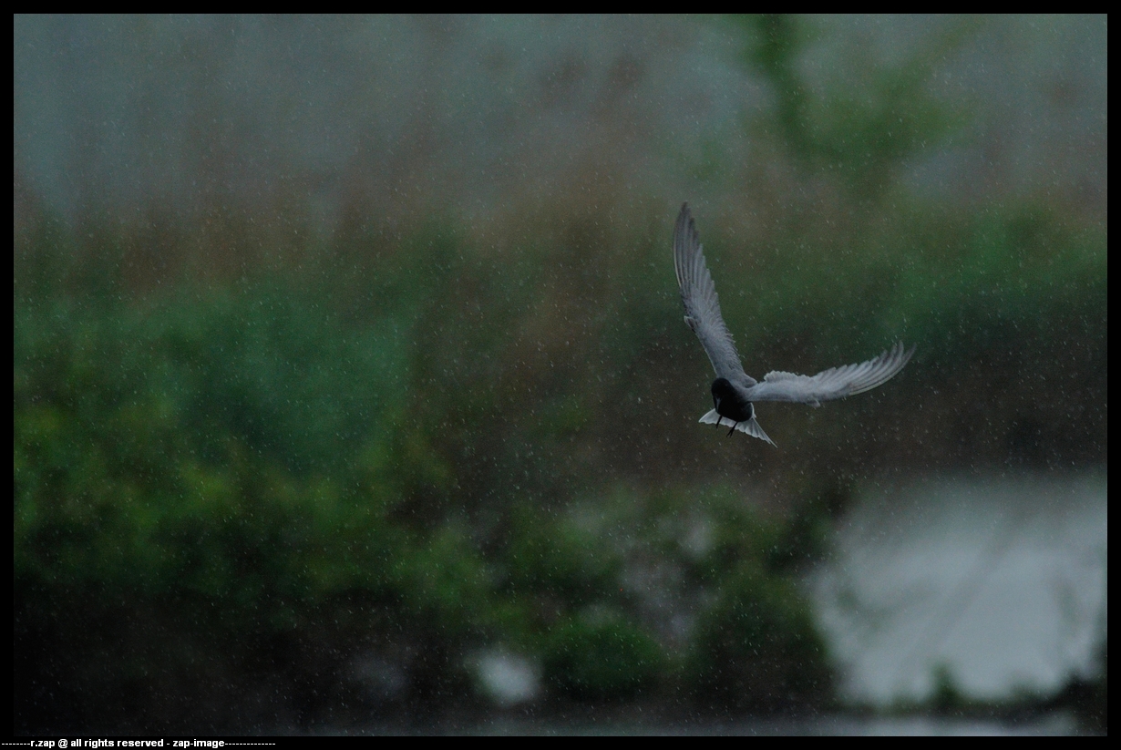 White-winged Black Tern