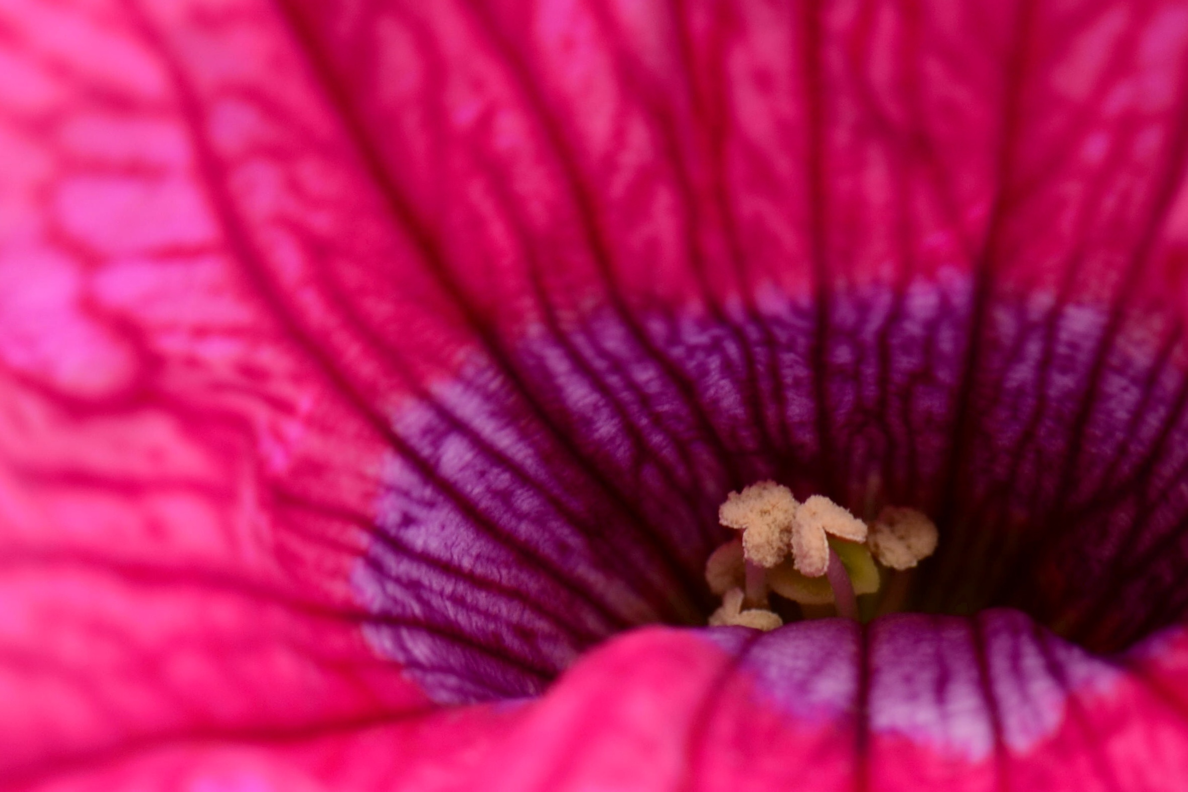 Nel giardino dei miei genitori...