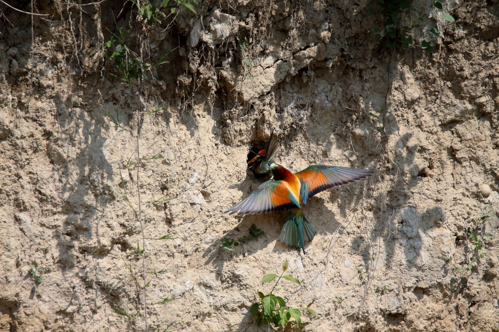 bee-eater